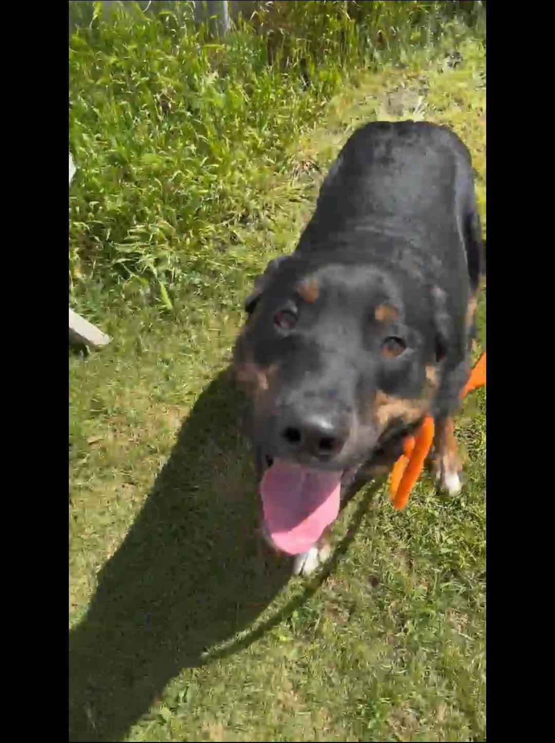 Rune, an adopted mixed breed in Hermiston, OR image 4/5