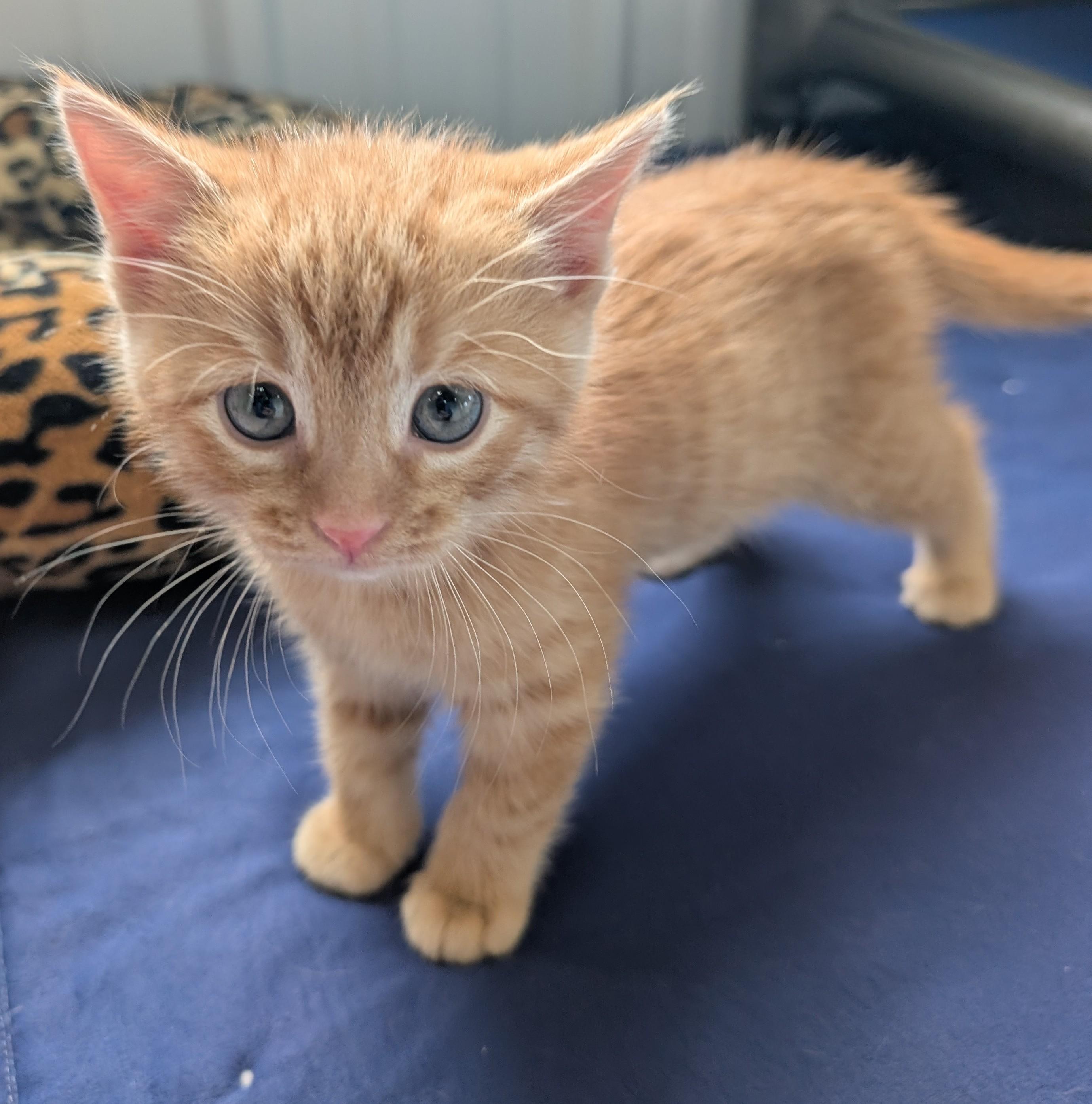 Frozen, an adopted Domestic Short Hair in New Ulm, MN image 2/3