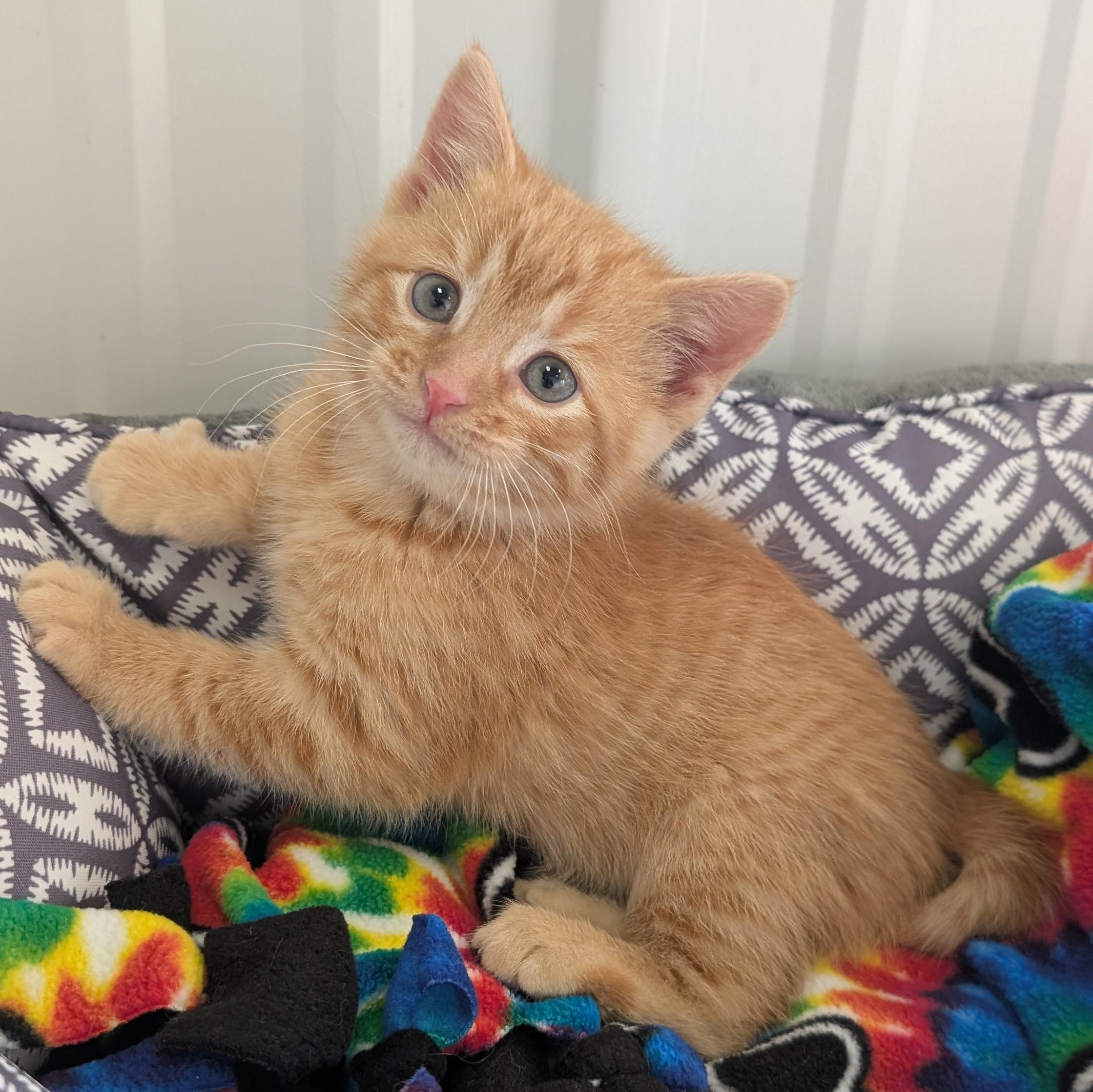 Frozen, an adopted Domestic Short Hair in New Ulm, MN image 1/3