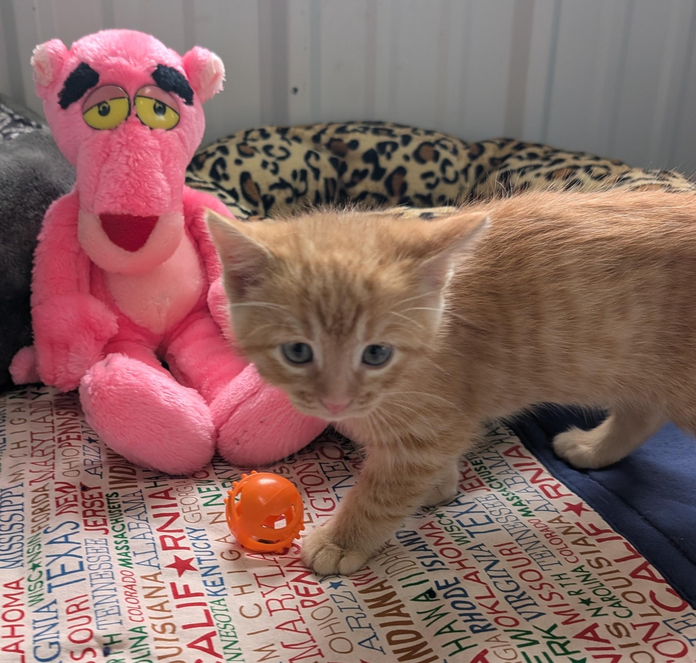 Frozen, an adopted Domestic Short Hair in New Ulm, MN image 3/3