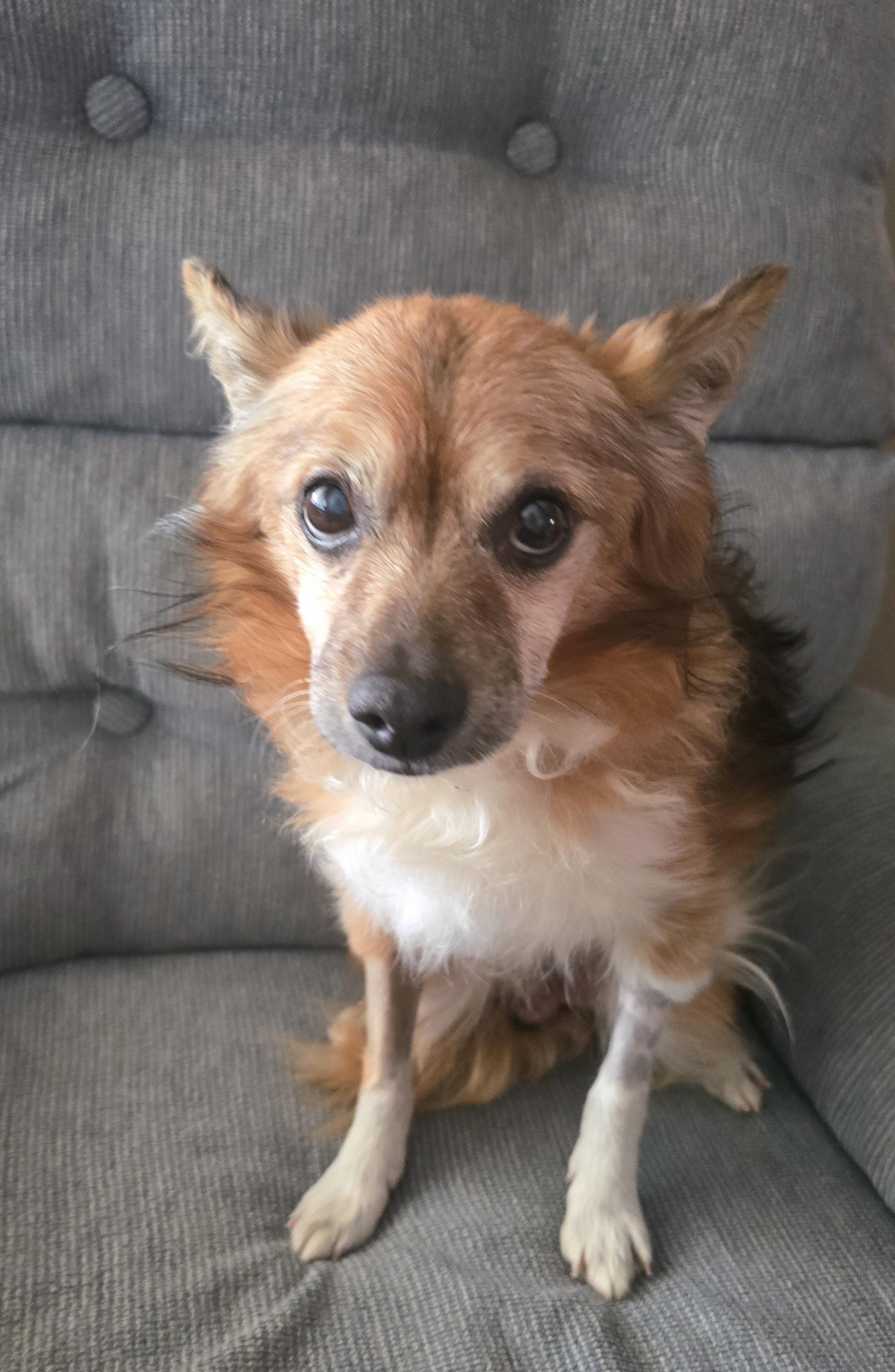 Enlarge Twizzler, a Adoptable mixed breed in Cedar Rapids, IA image 4/6