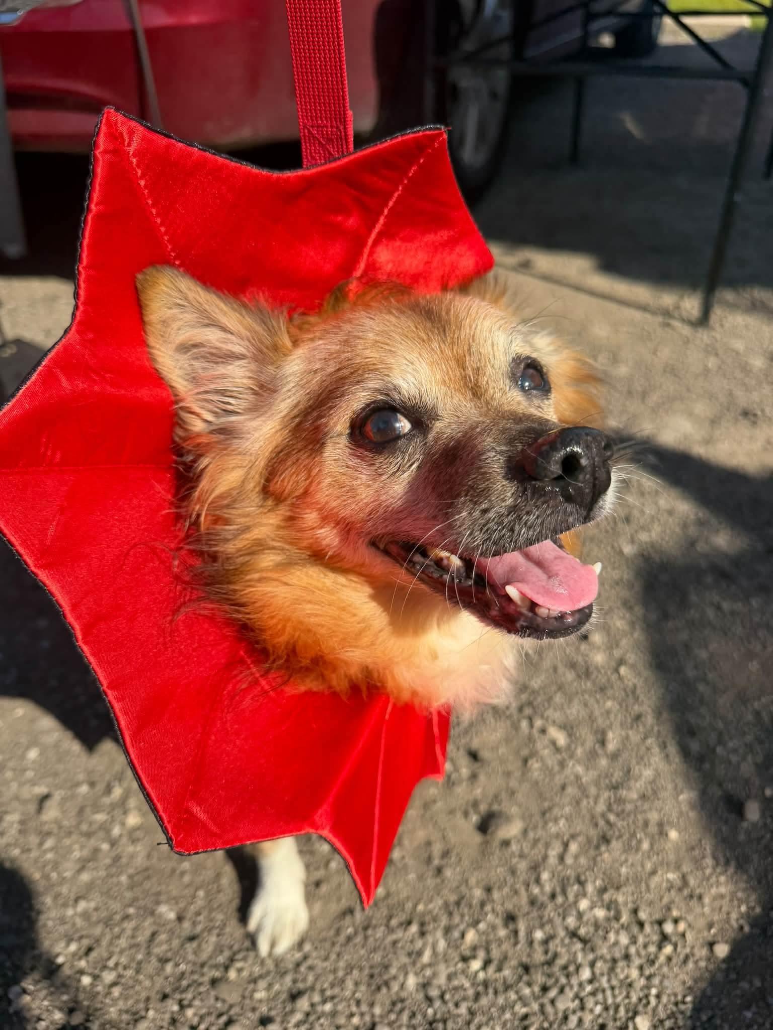 Enlarge Twizzler, a Adoptable mixed breed in Cedar Rapids, IA image 2/6