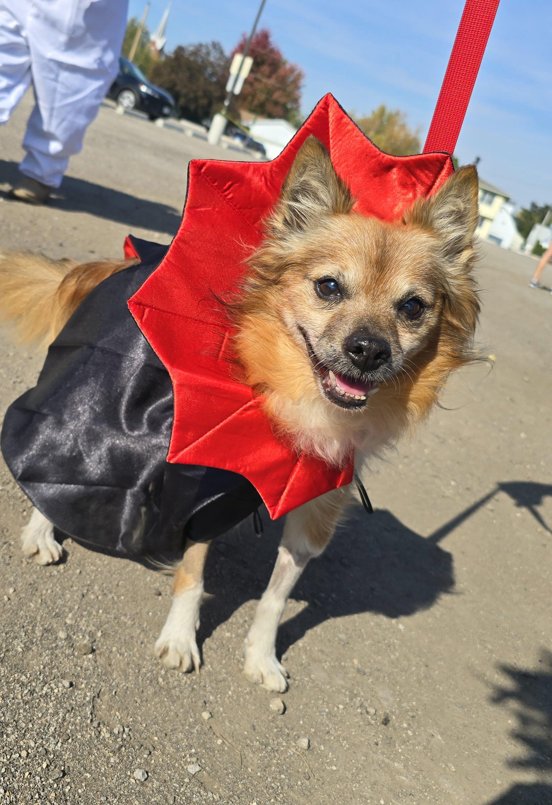 Twizzler, Adoptable, Senior Male Pomeranian.