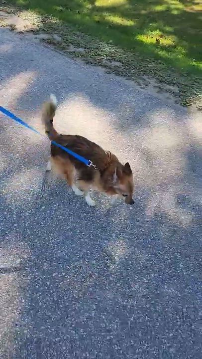 Enlarge Twizzler, a Adoptable mixed breed in Cedar Rapids, IA video 5/6