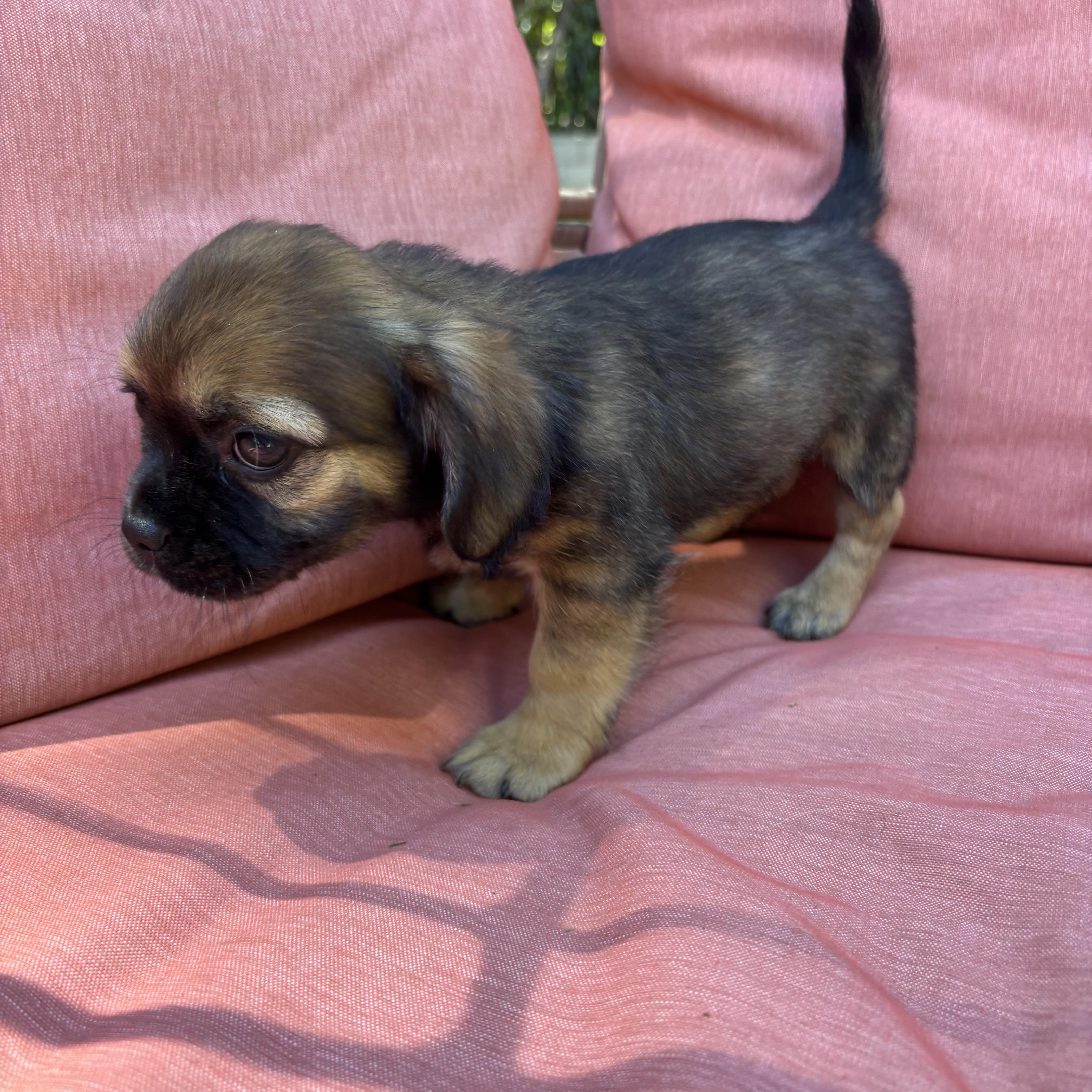 Enlarge Rusty, an adopted mixed breed in Redlands , CA image 4/5