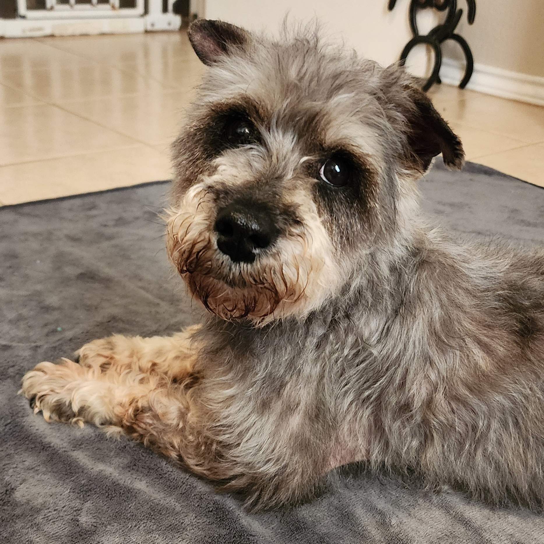 Enlarge Poppy, a Adopted Schnauzer in Mission, TX image 1/6