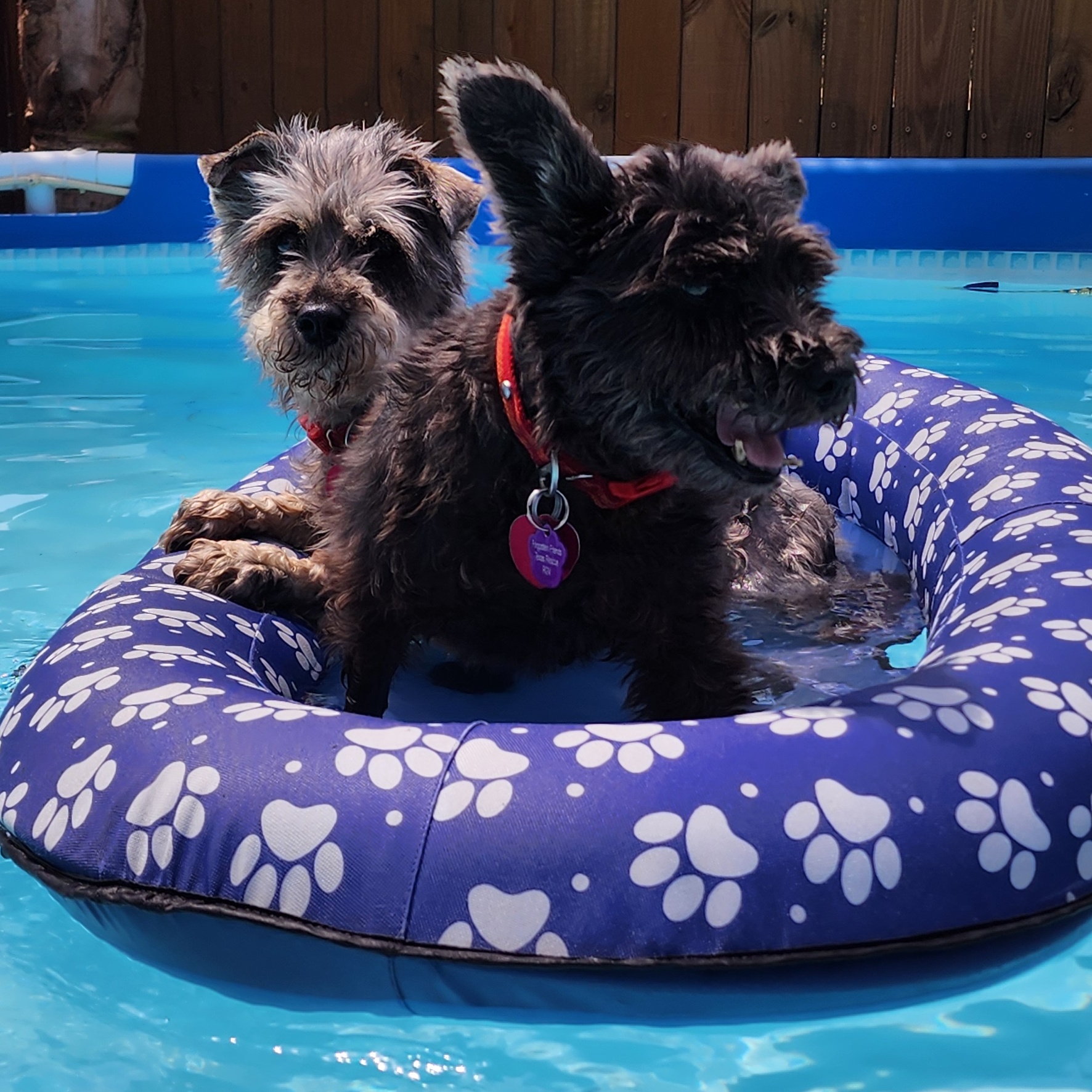 Enlarge Poppy, a Adopted Schnauzer in Mission, TX image 5/6
