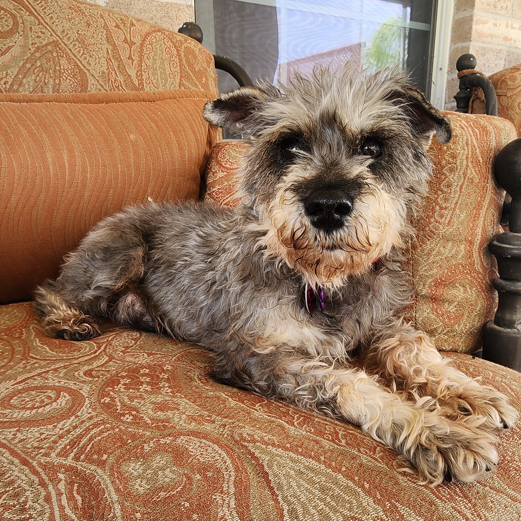 Enlarge Poppy, a Adopted Schnauzer in Mission, TX image 4/6