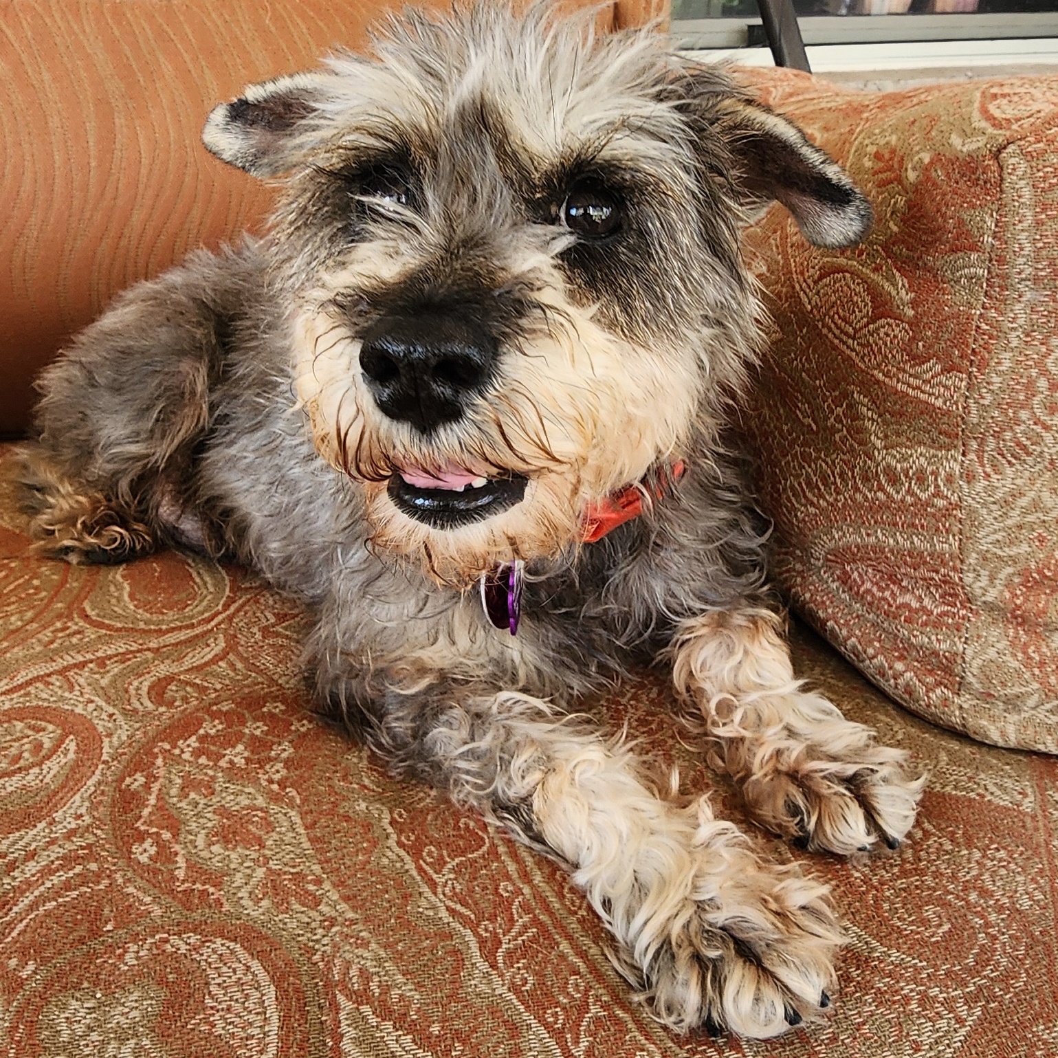 Enlarge Poppy, a Adopted Schnauzer in Mission, TX image 3/6