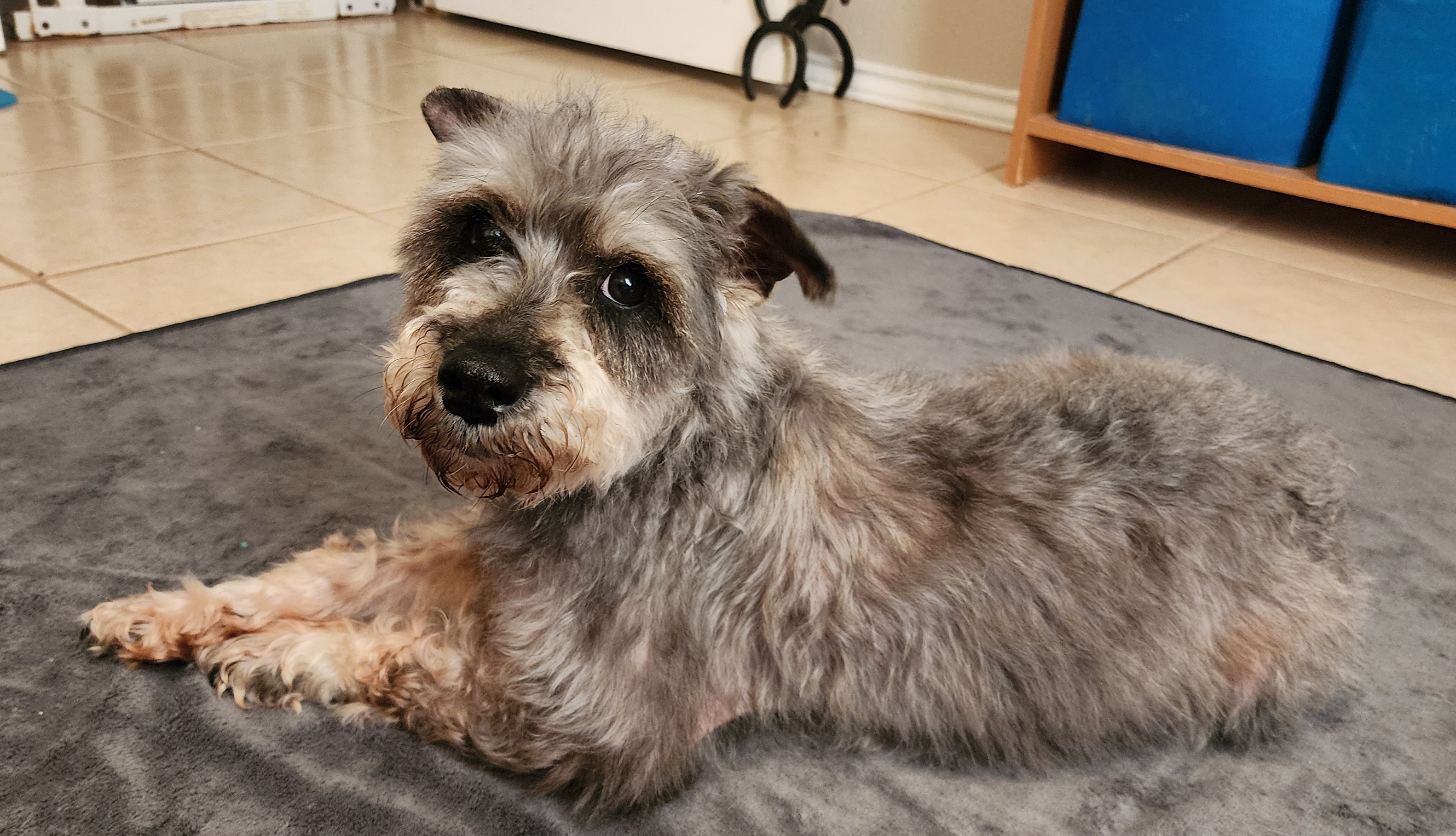 Enlarge Poppy, a Adopted Schnauzer in Mission, TX image 6/6