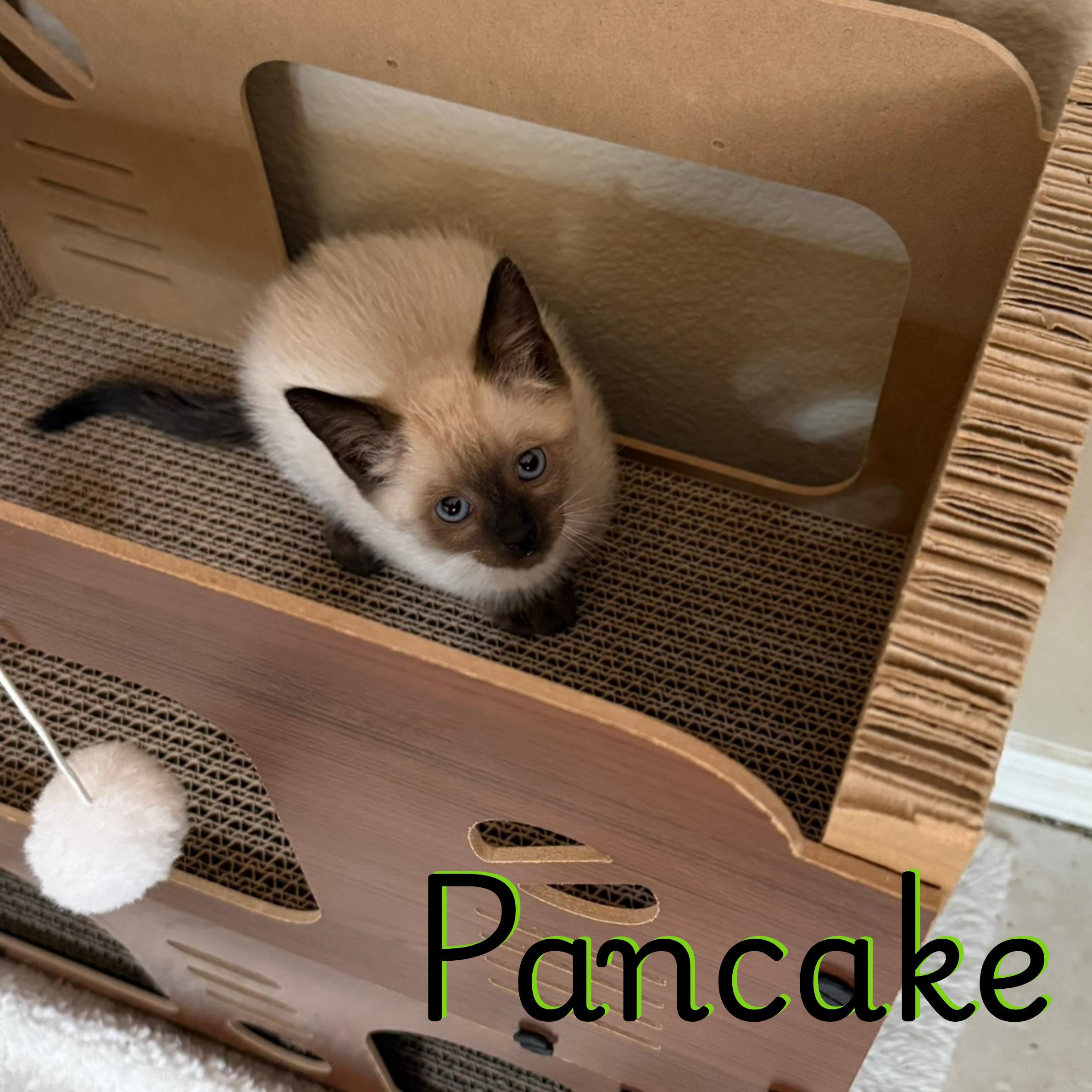 Enlarge Pancake, a Adoptable Siamese in Glendale, AZ image 1/1