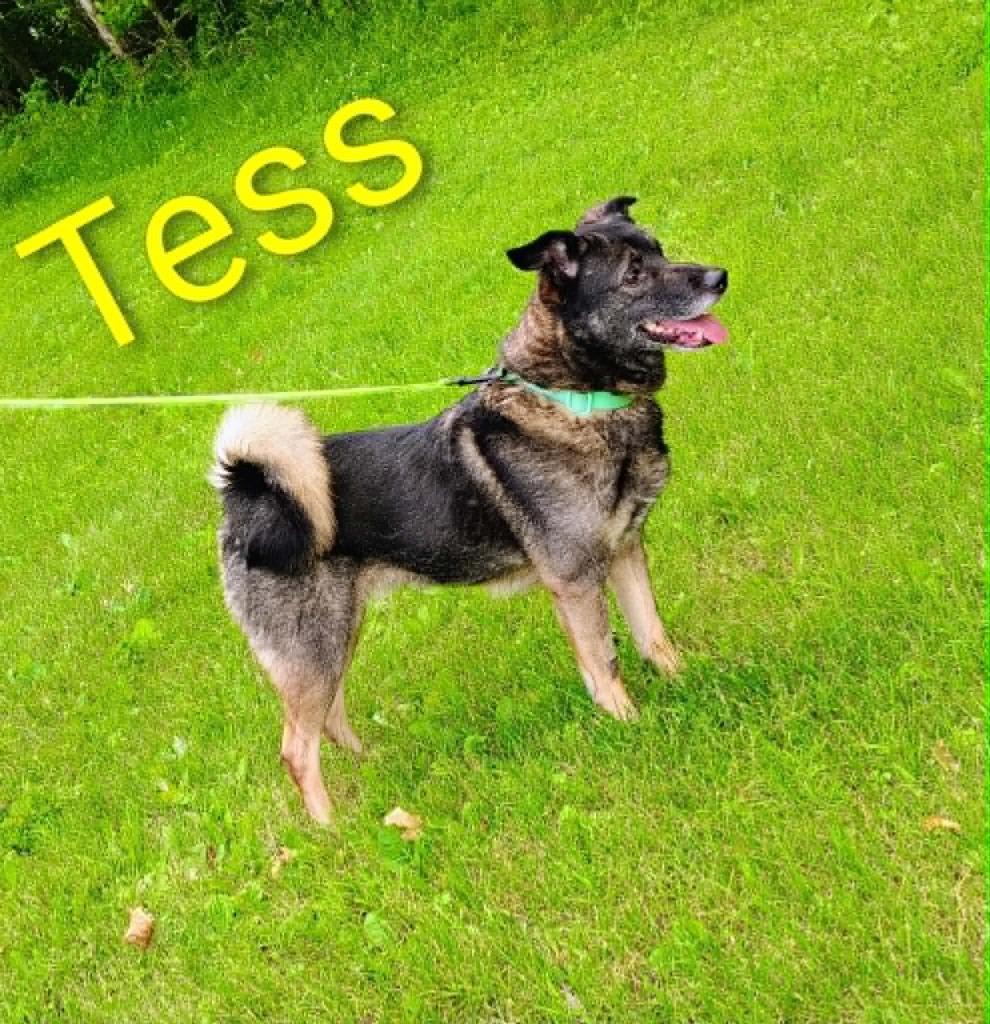 Tess, a Adoptable mixed breed in Kendallville, IN image 1/3