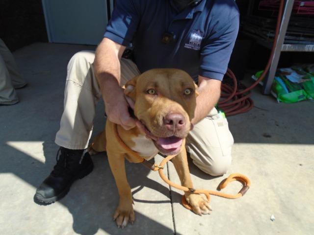 2019-09-034, Adopted, Adult Female Pit Bull Terrier & Labrador Retriever.