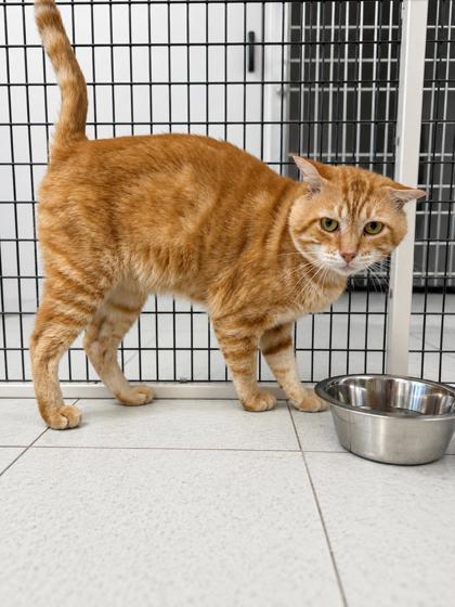 Enlarge Mr. Crusty, a Adoptable mixed breed in Covington, LA image 1/1