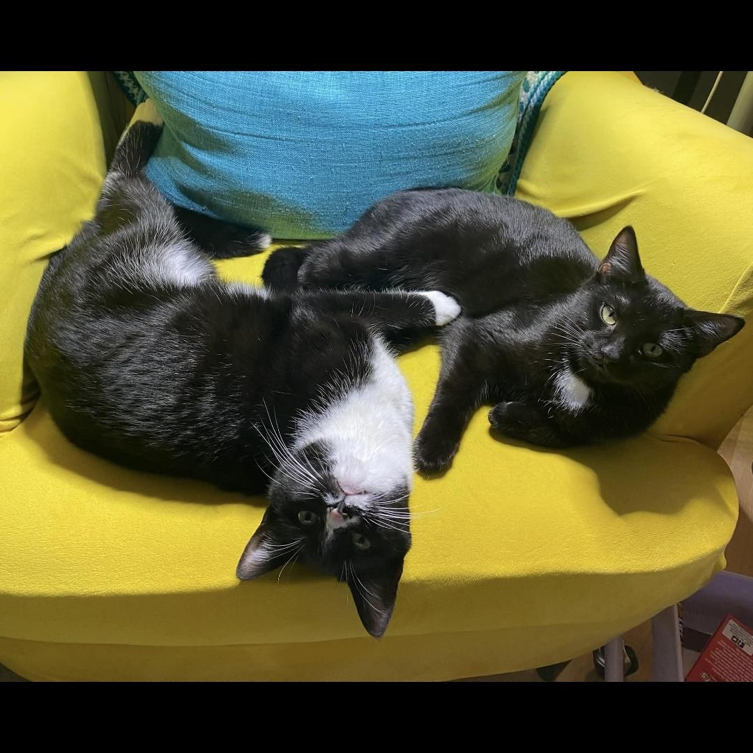 Sapphire , ADOPTABLE, Young Female Domestic Short Hair.