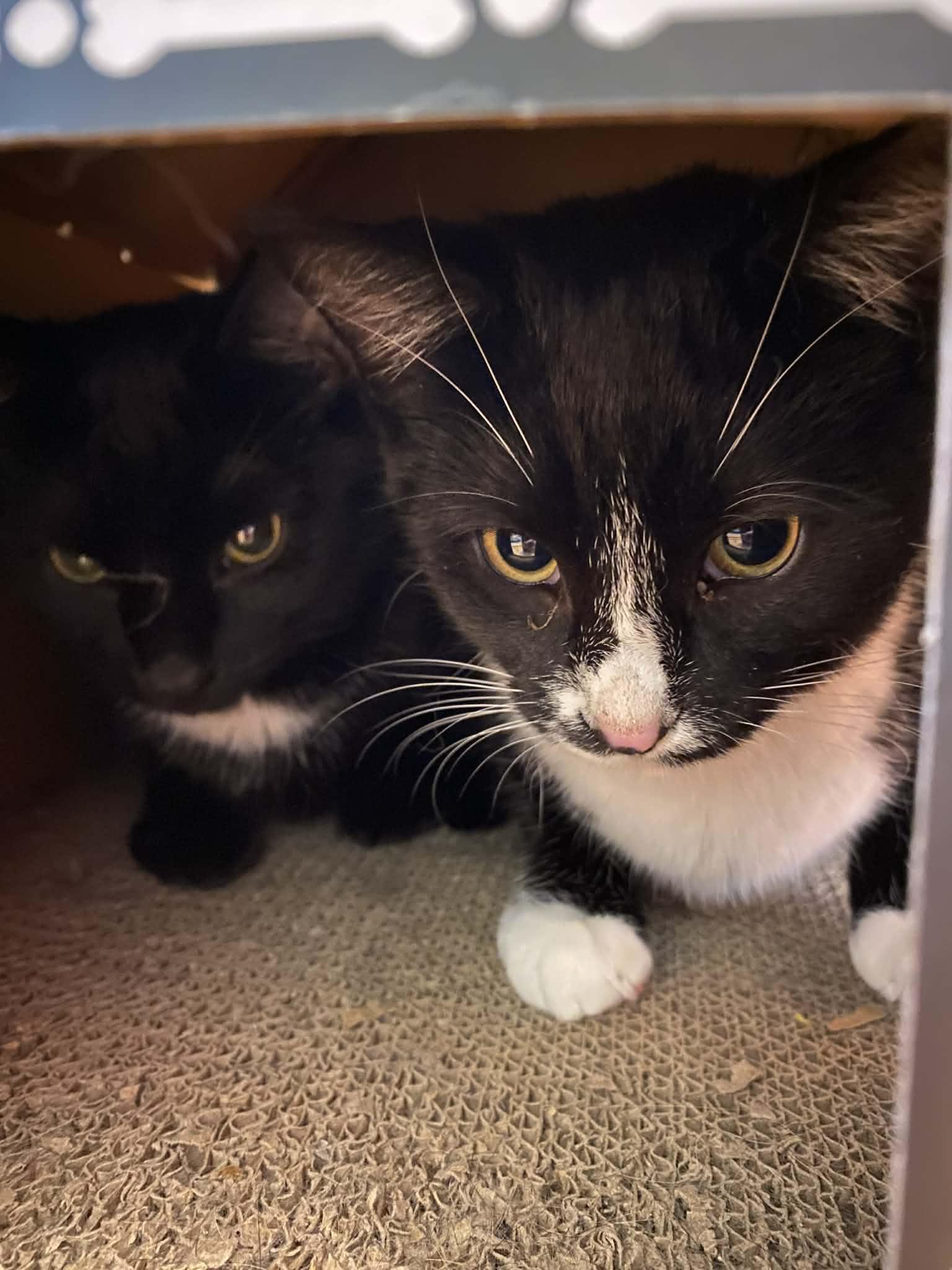 Enlarge Sapphire , a ADOPTABLE Domestic Short Hair in Dartmouth, NS image 5/5