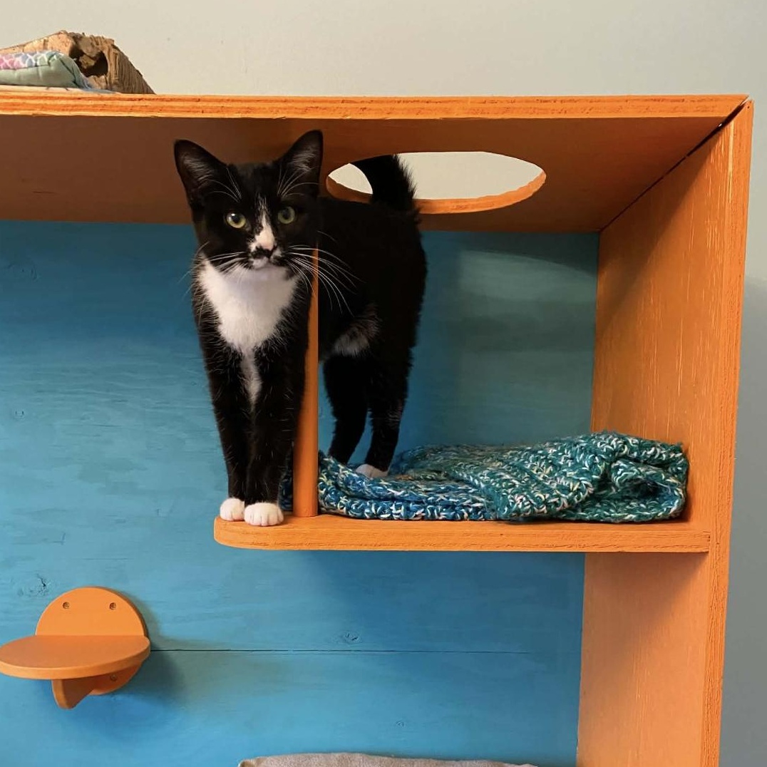 Enlarge Sapphire , a ADOPTABLE Domestic Short Hair in Dartmouth, NS image 4/5