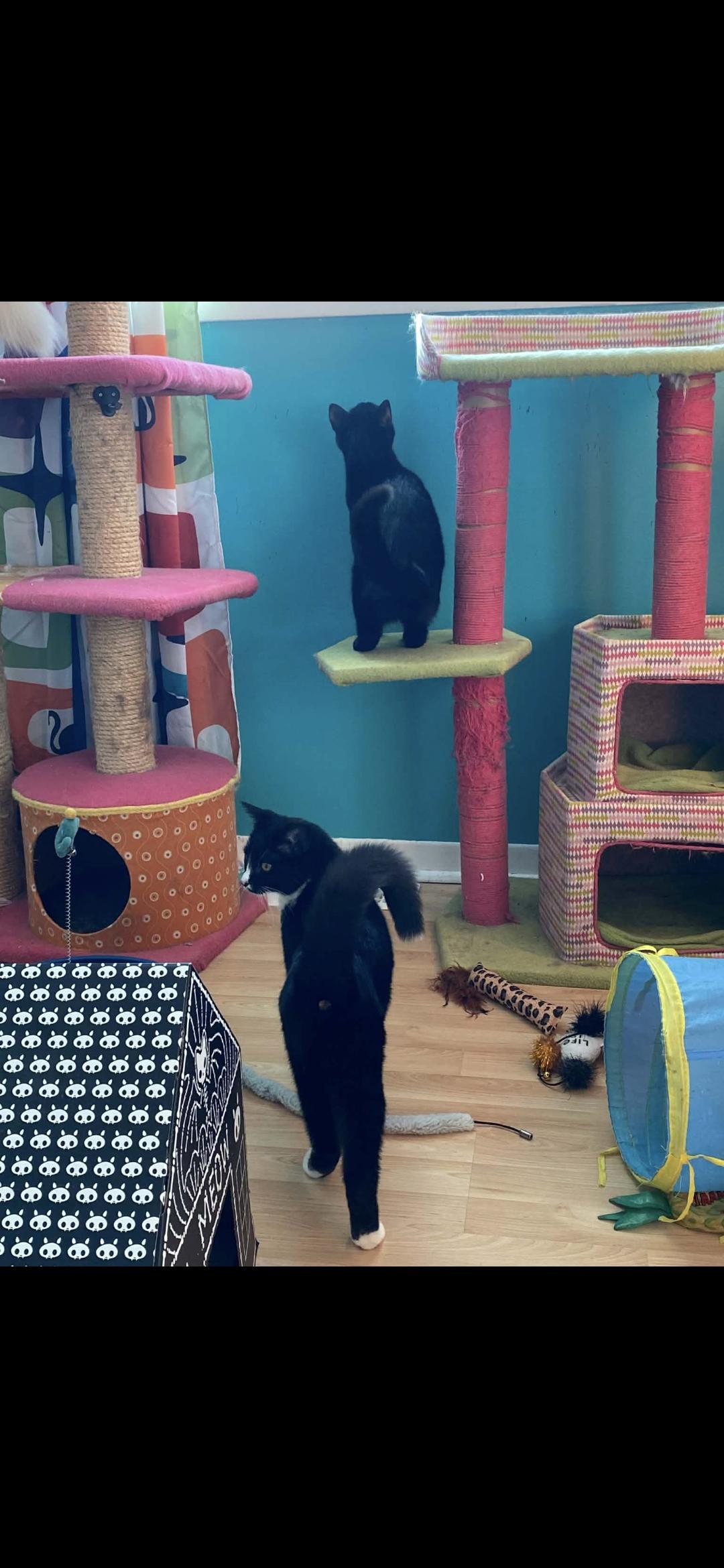 Enlarge Sapphire , a ADOPTABLE Domestic Short Hair in Dartmouth, NS image 2/5