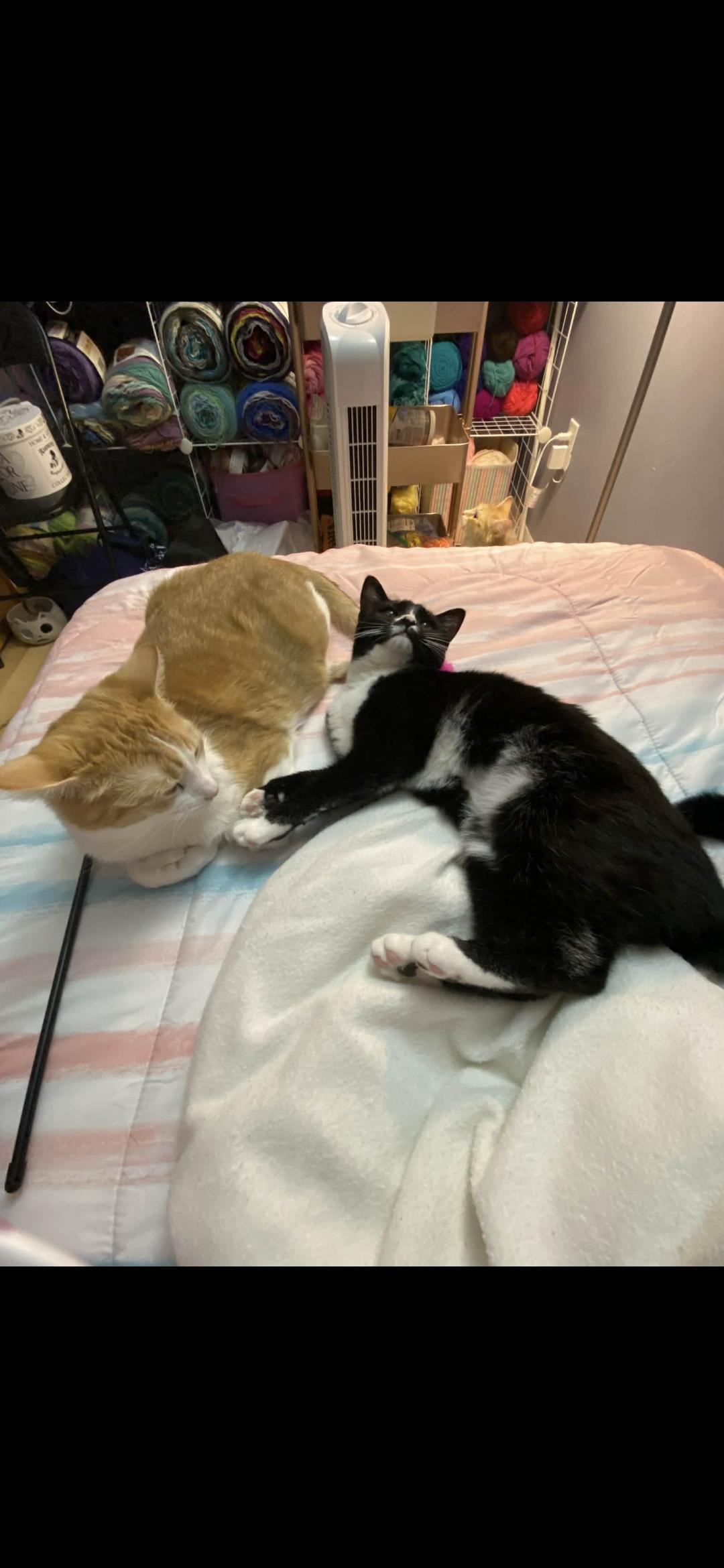 Enlarge Sapphire , a ADOPTABLE Domestic Short Hair in Dartmouth, NS image 3/5