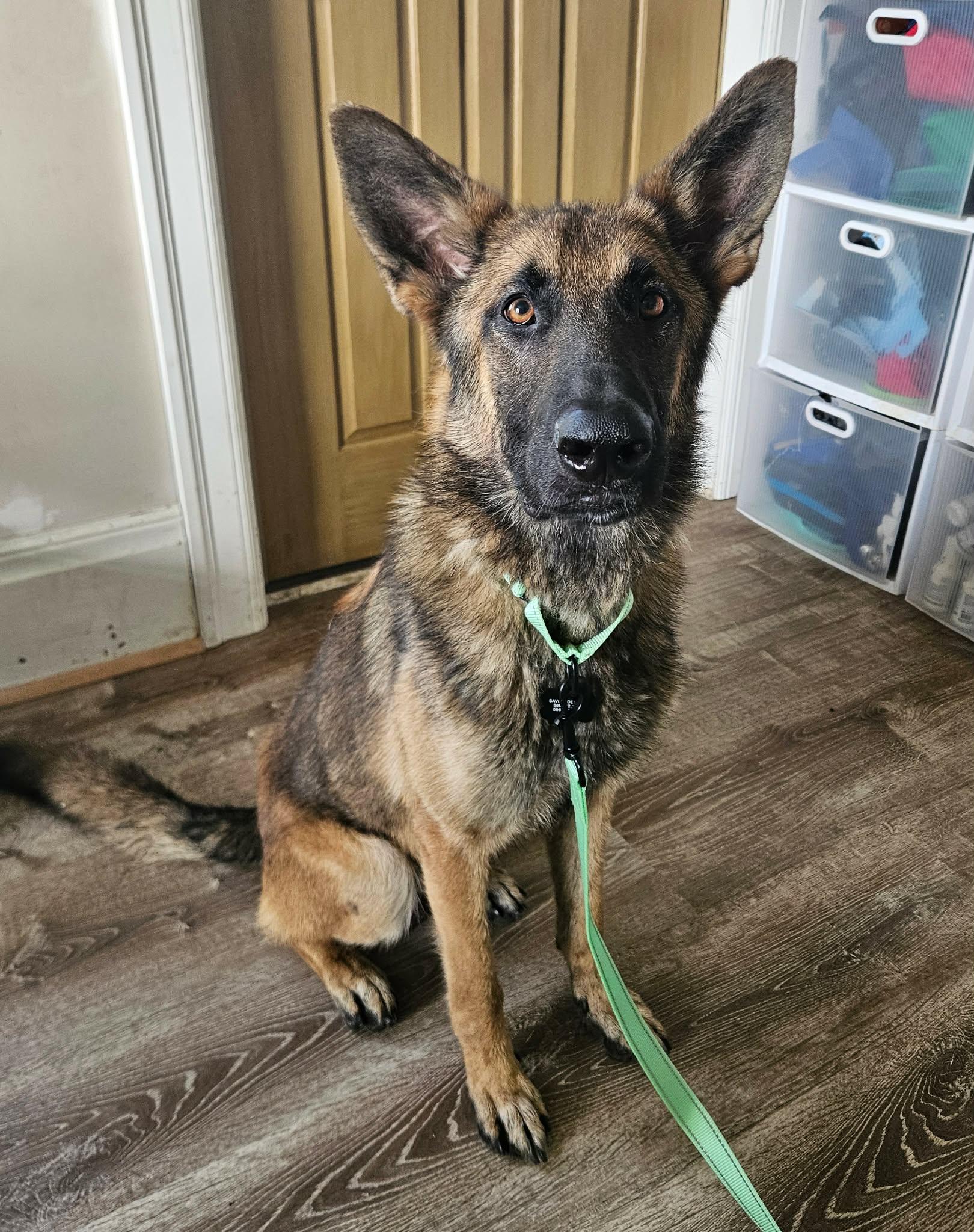 Wilcox, an adopted German Shepherd Dog in China Township, MI image 4/6