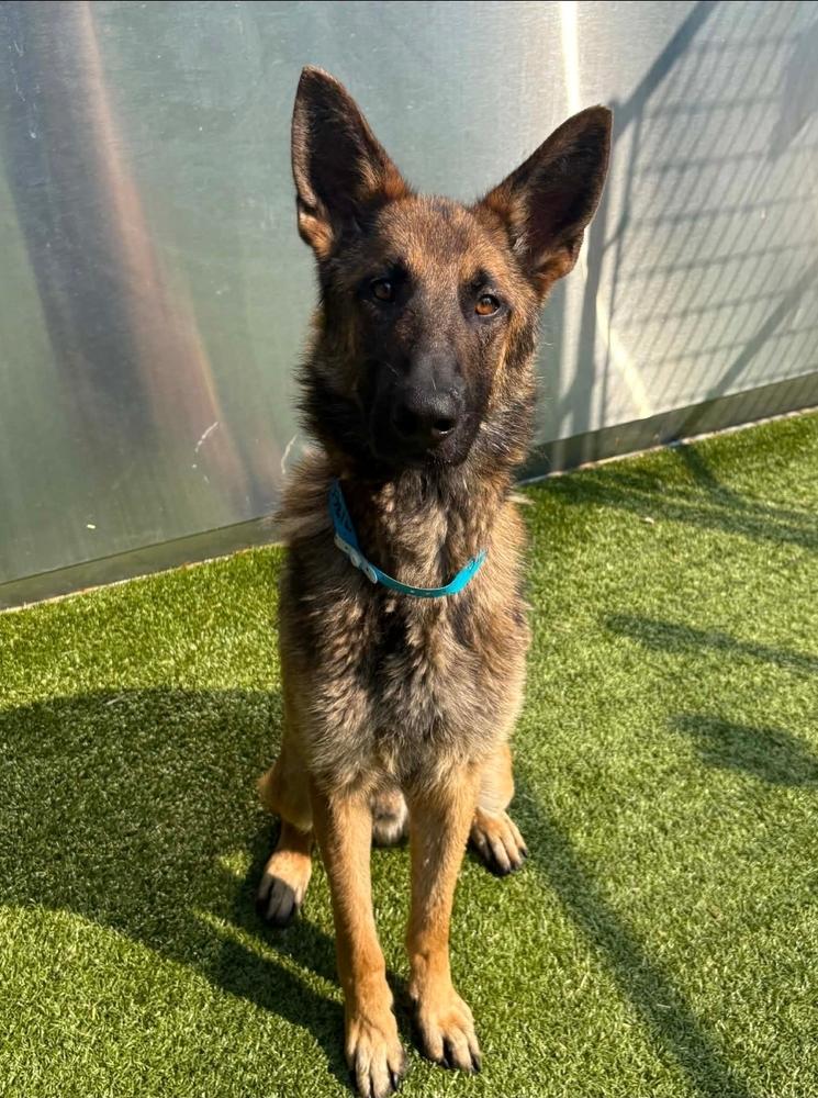 Wilcox, an adopted German Shepherd Dog in China Township, MI image 3/6