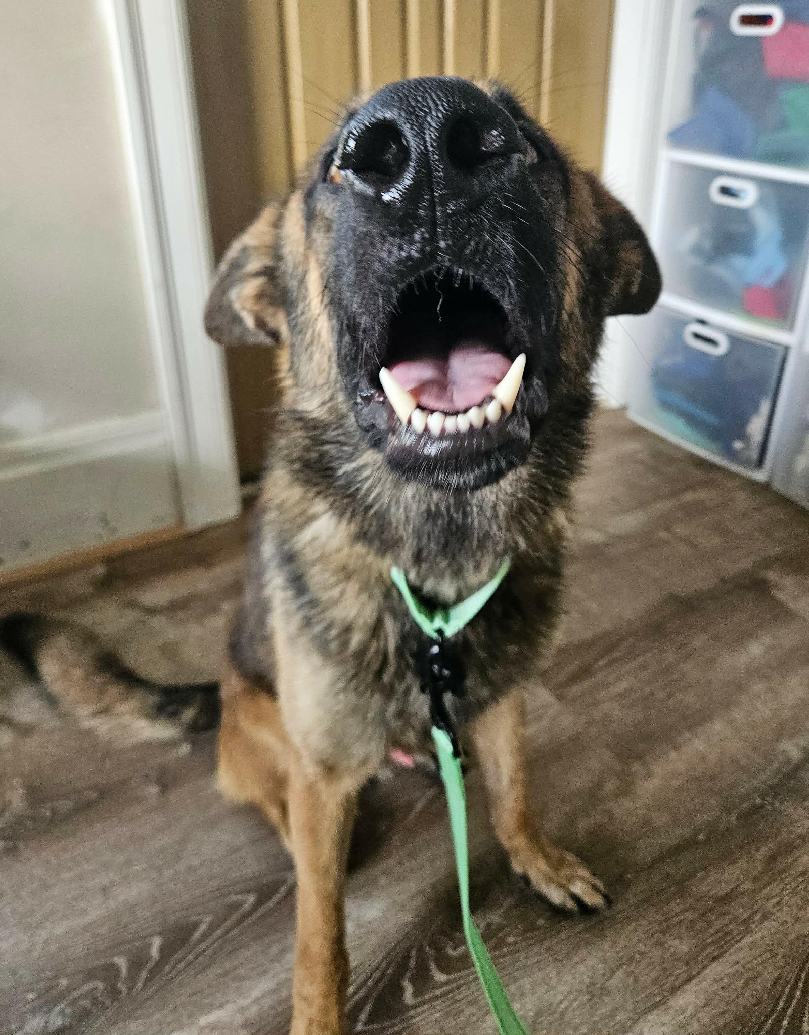 Wilcox, an adopted German Shepherd Dog in China Township, MI image 5/6