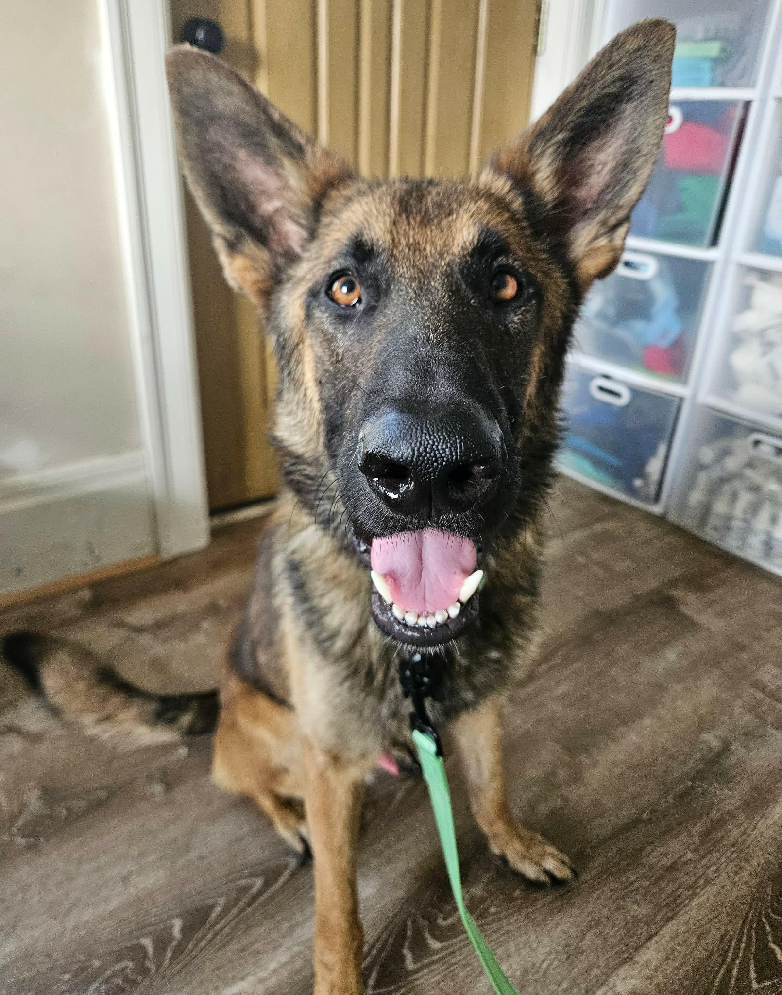 Wilcox, an adopted German Shepherd Dog in China Township, MI image 6/6