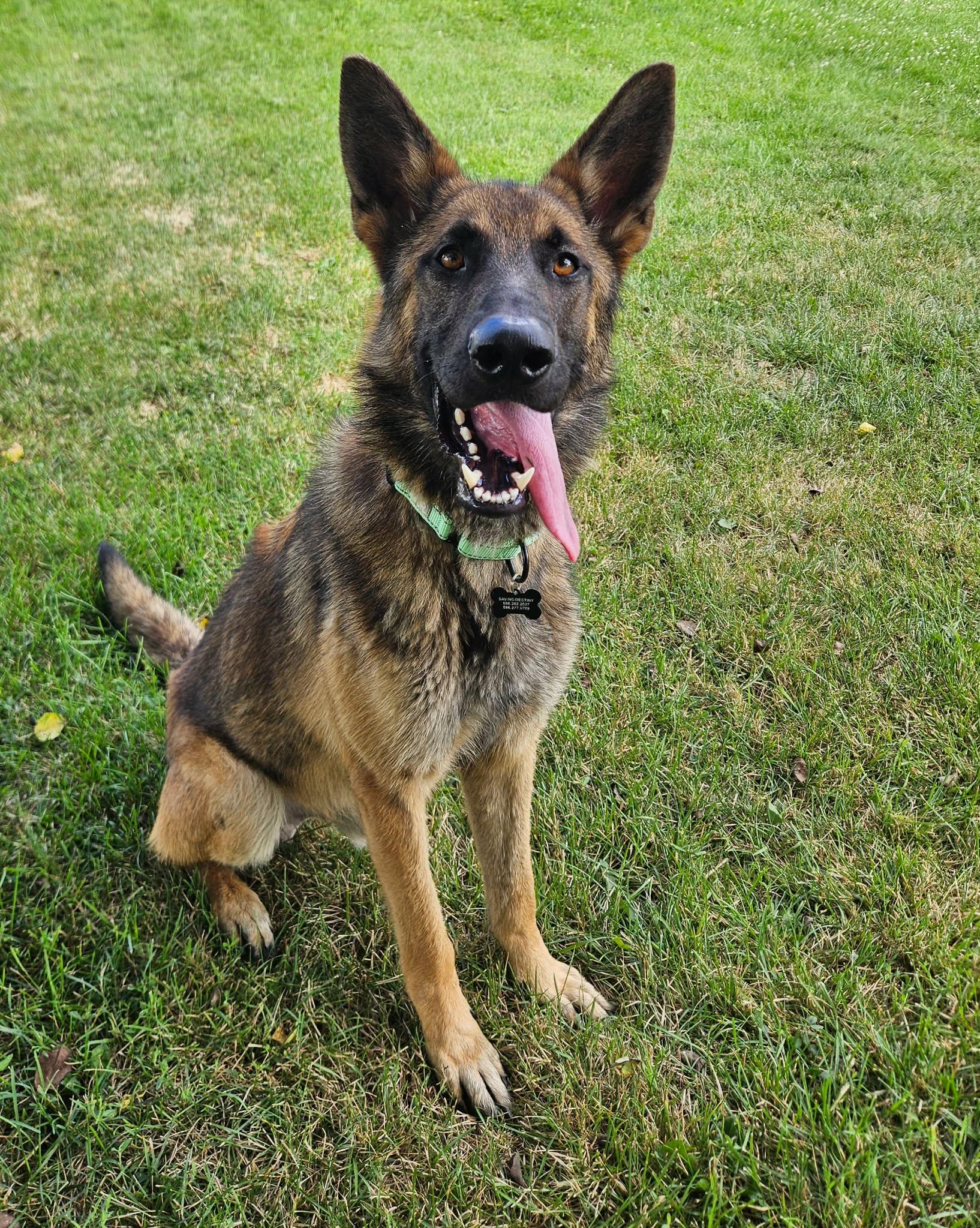 Wilcox, adopted, Young Male German Shepherd Dog.