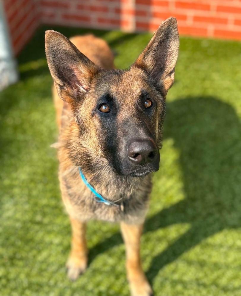 Wilcox, an adopted German Shepherd Dog in China Township, MI image 2/6
