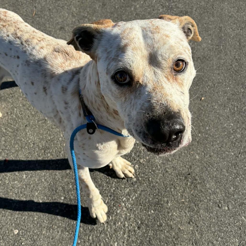 Arctic, Adoptable, Adult Male Pit Bull Terrier.
