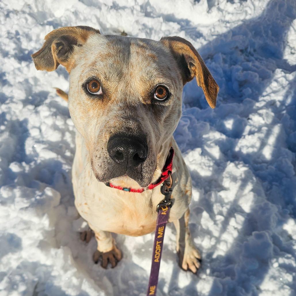 Enlarge Arctic, a Adoptable mixed breed in Concord, NC image 3/6