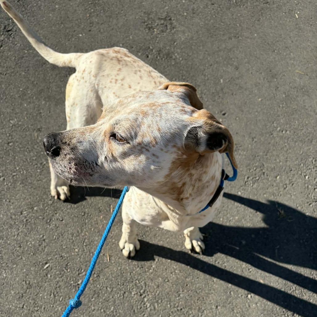 Enlarge Arctic, a Adoptable mixed breed in Concord, NC image 2/6