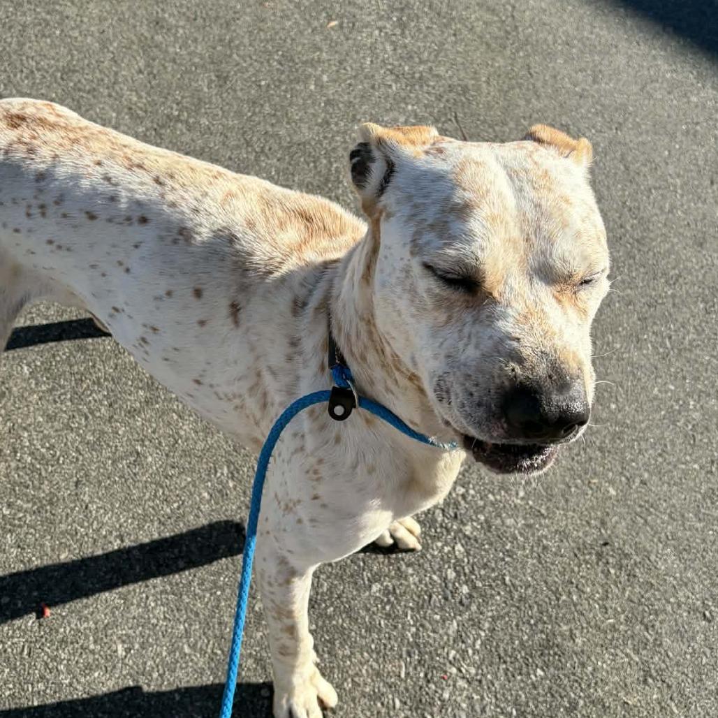 Enlarge Arctic, a Adoptable mixed breed in Concord, NC image 3/6