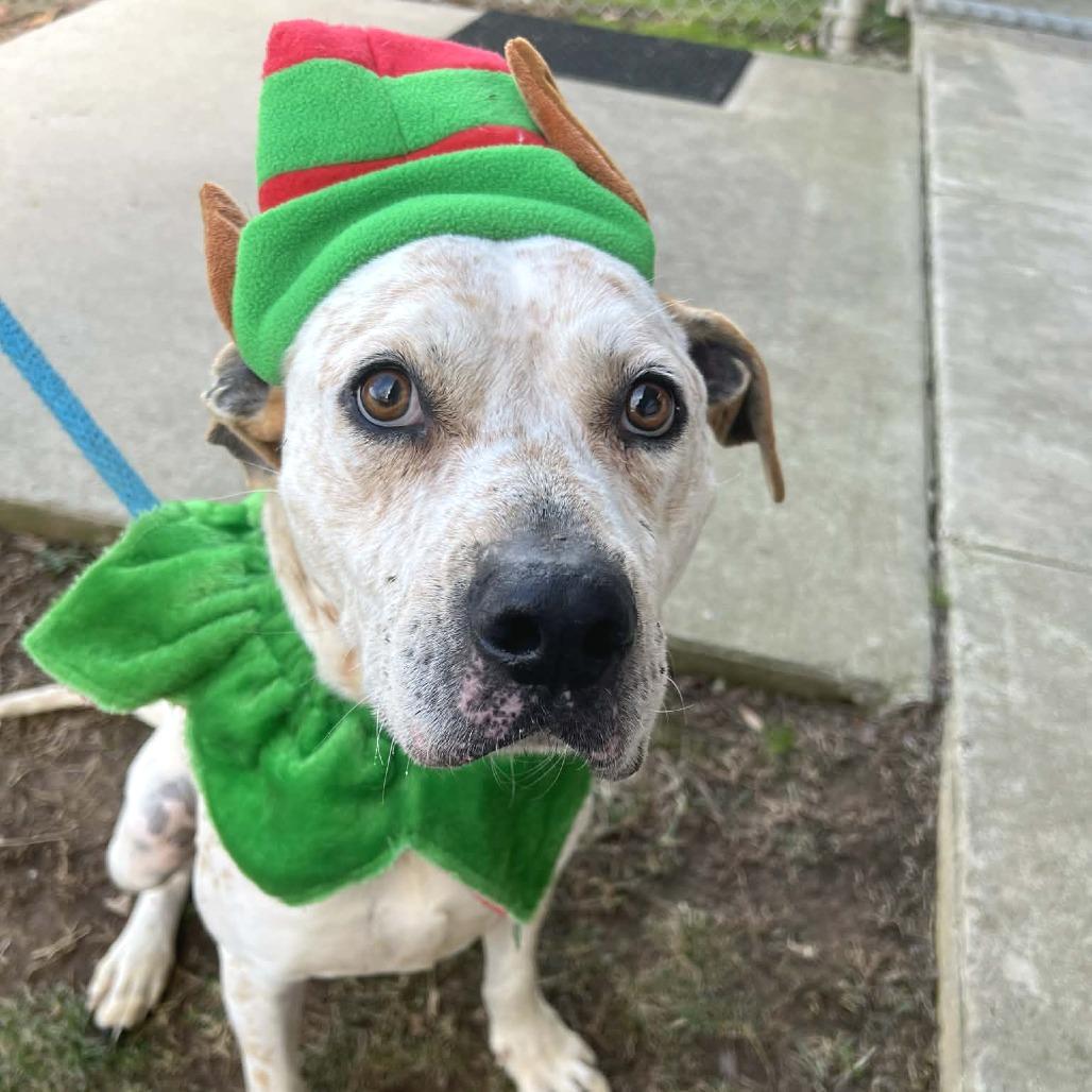 Enlarge Arctic, a Adoptable mixed breed in Concord, NC image 4/6