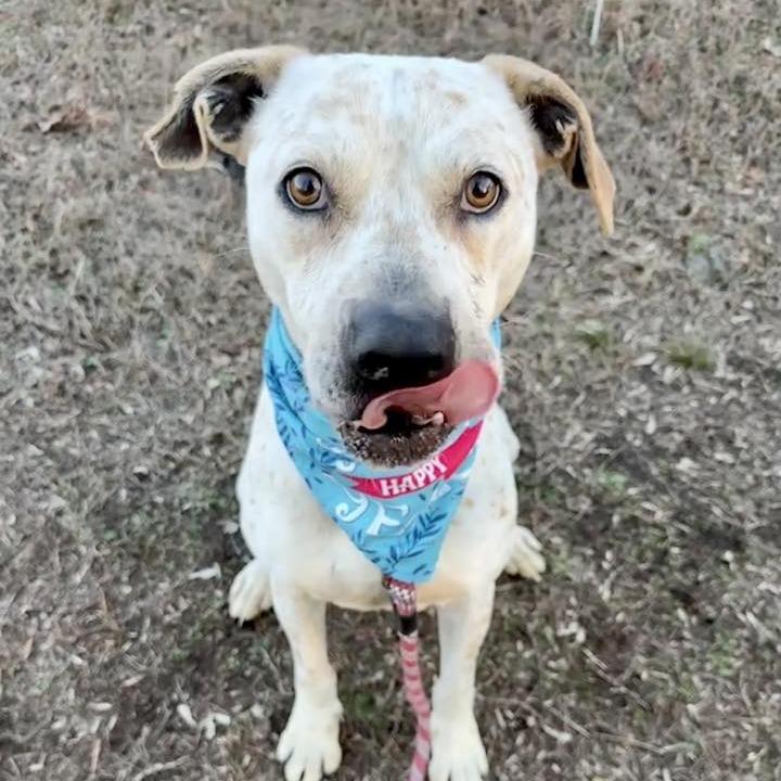 Enlarge Arctic, a Adoptable mixed breed in Concord, NC image 5/6