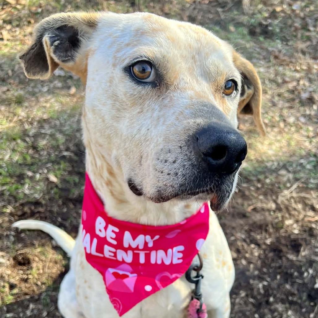 Enlarge Arctic, a Adoptable mixed breed in Concord, NC image 6/6