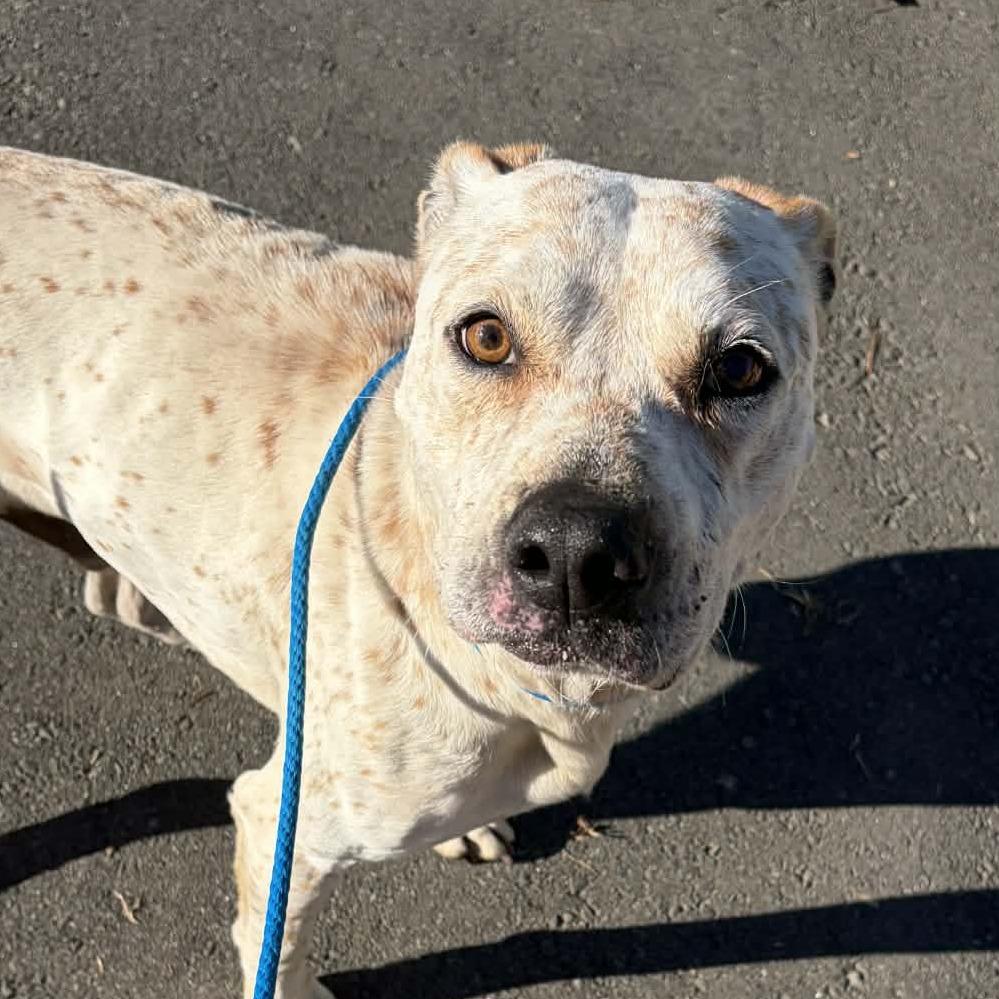 Enlarge Arctic, a Adoptable mixed breed in Concord, NC image 6/6