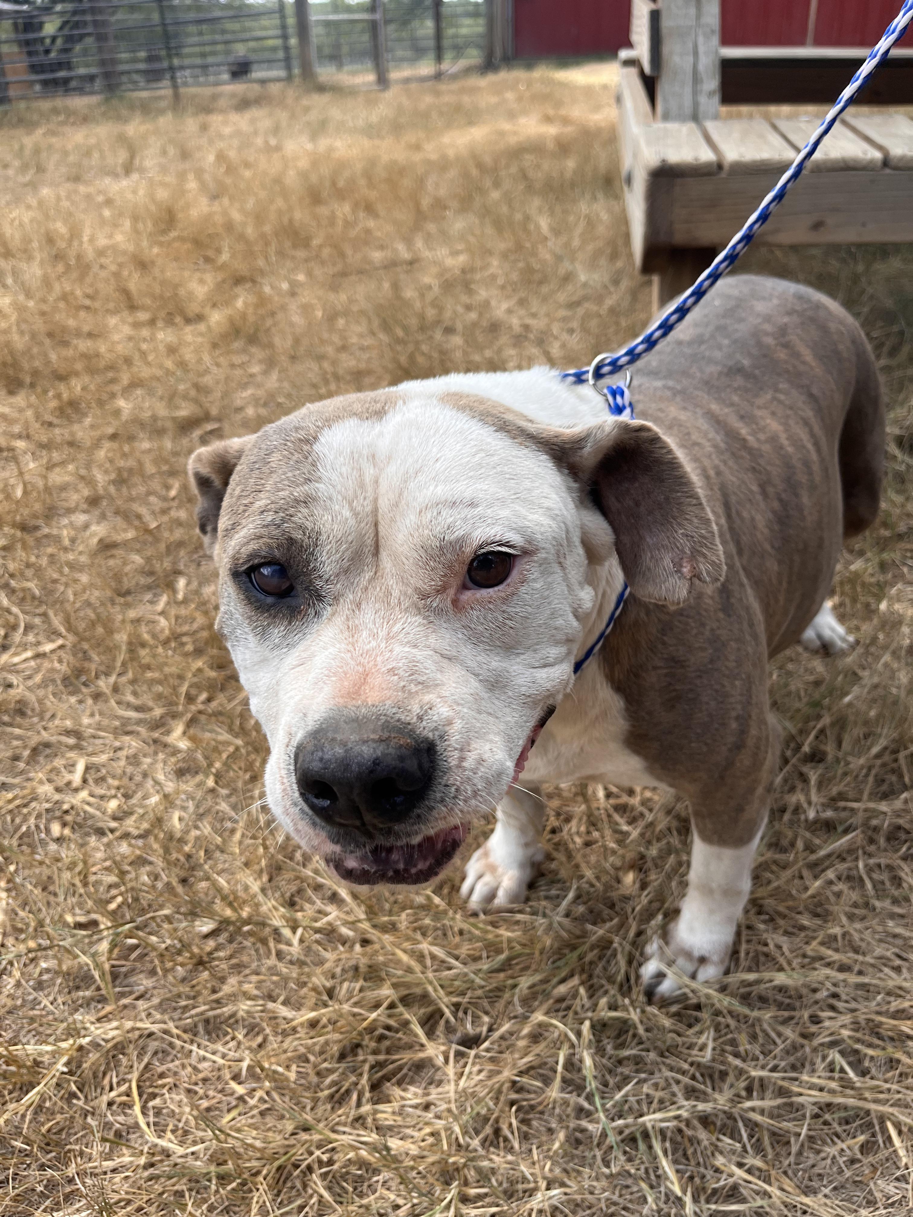 Emma, Adoptable, Adult Female American Bulldog & Terrier.