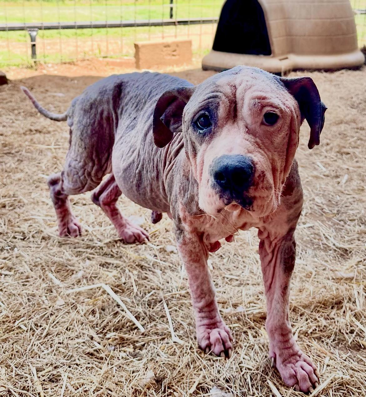 Enlarge Emma, a Adoptable mixed breed in Seguin, TX image 4/5