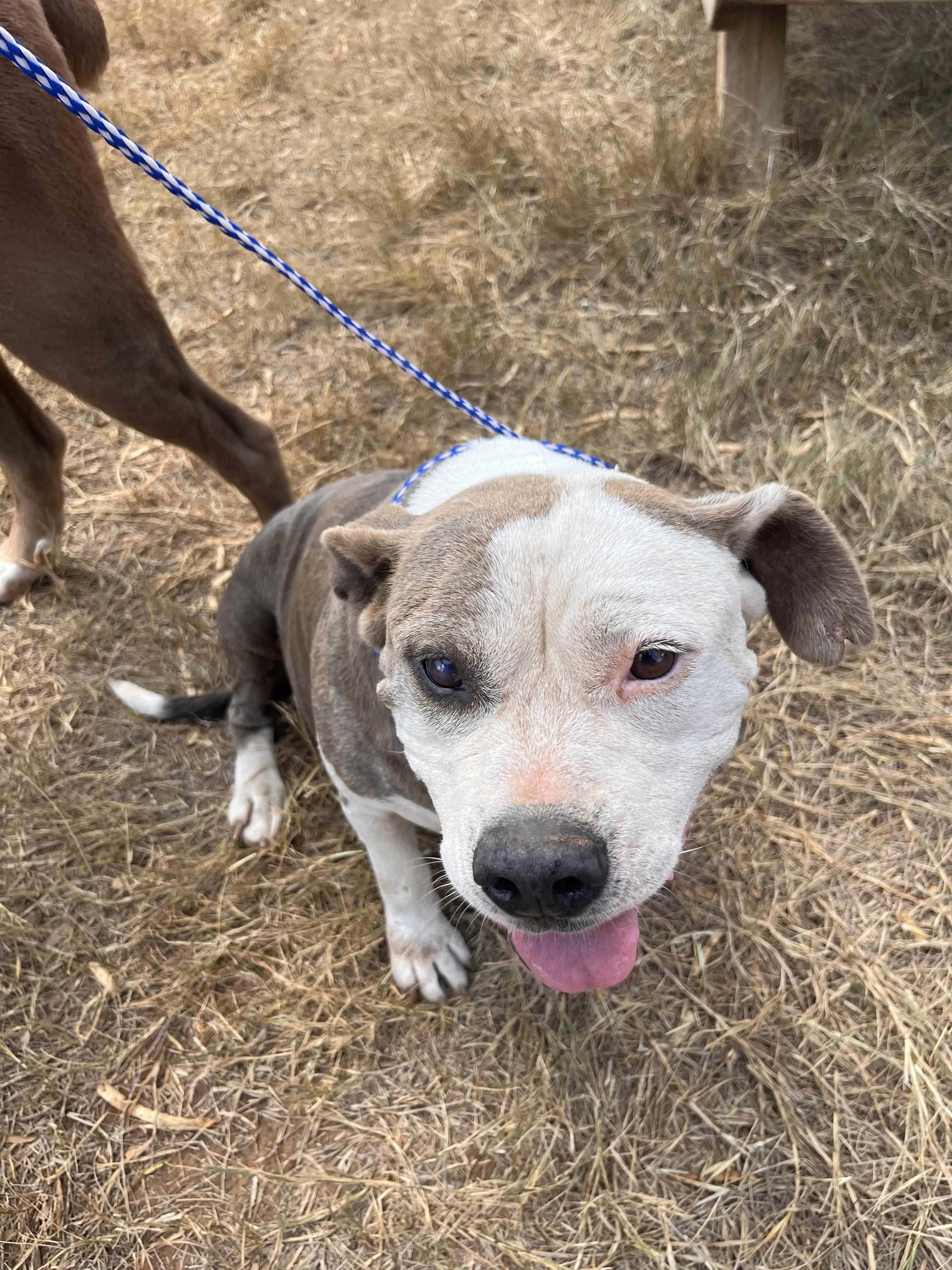 Enlarge Emma, a Adoptable mixed breed in Seguin, TX image 3/5