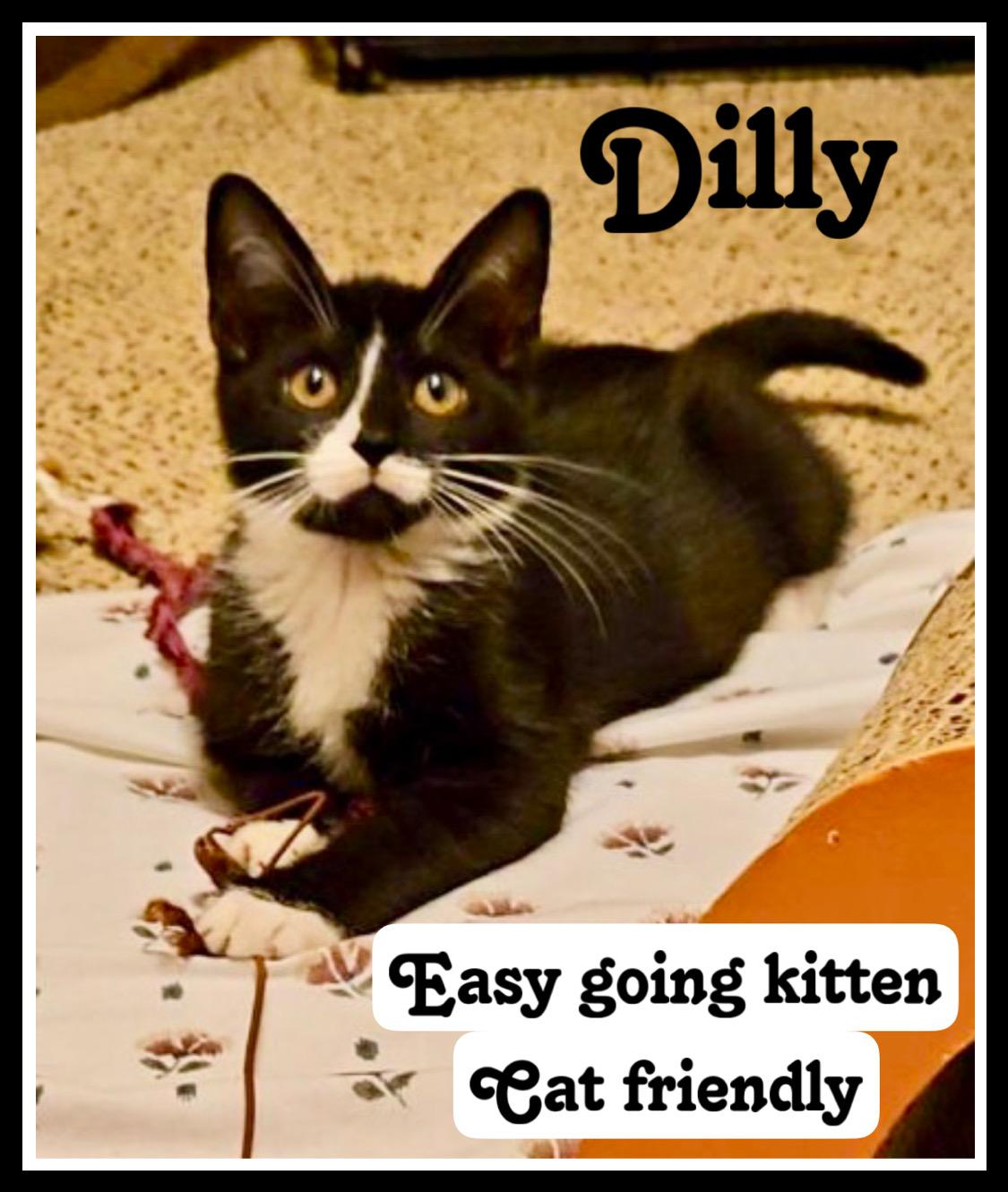 Dilly, Willow Grove Area, (FCID 10/28/2025-132)