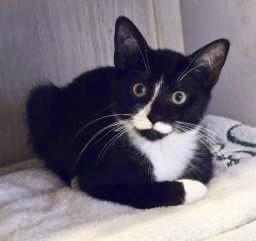 Dilly, Willow Grove Area, (FCID 10/28/2025-132)