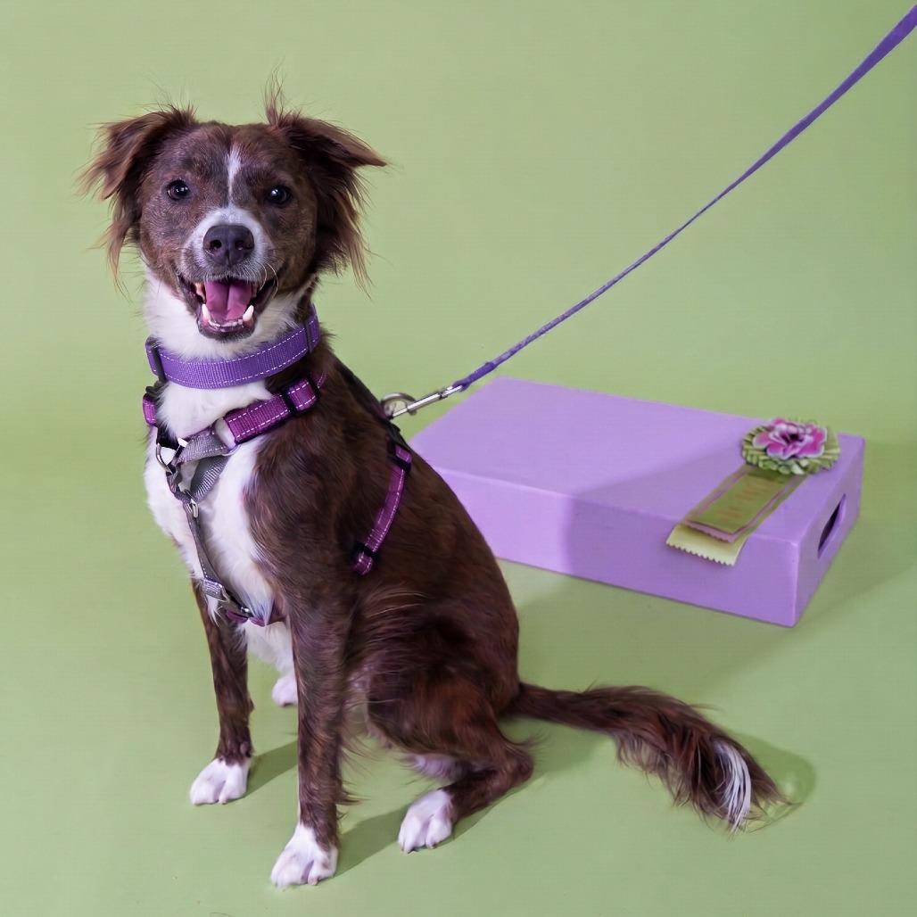 Enlarge Alabaster Snowball, a Adoptable mixed breed in New York, NY image 1/3