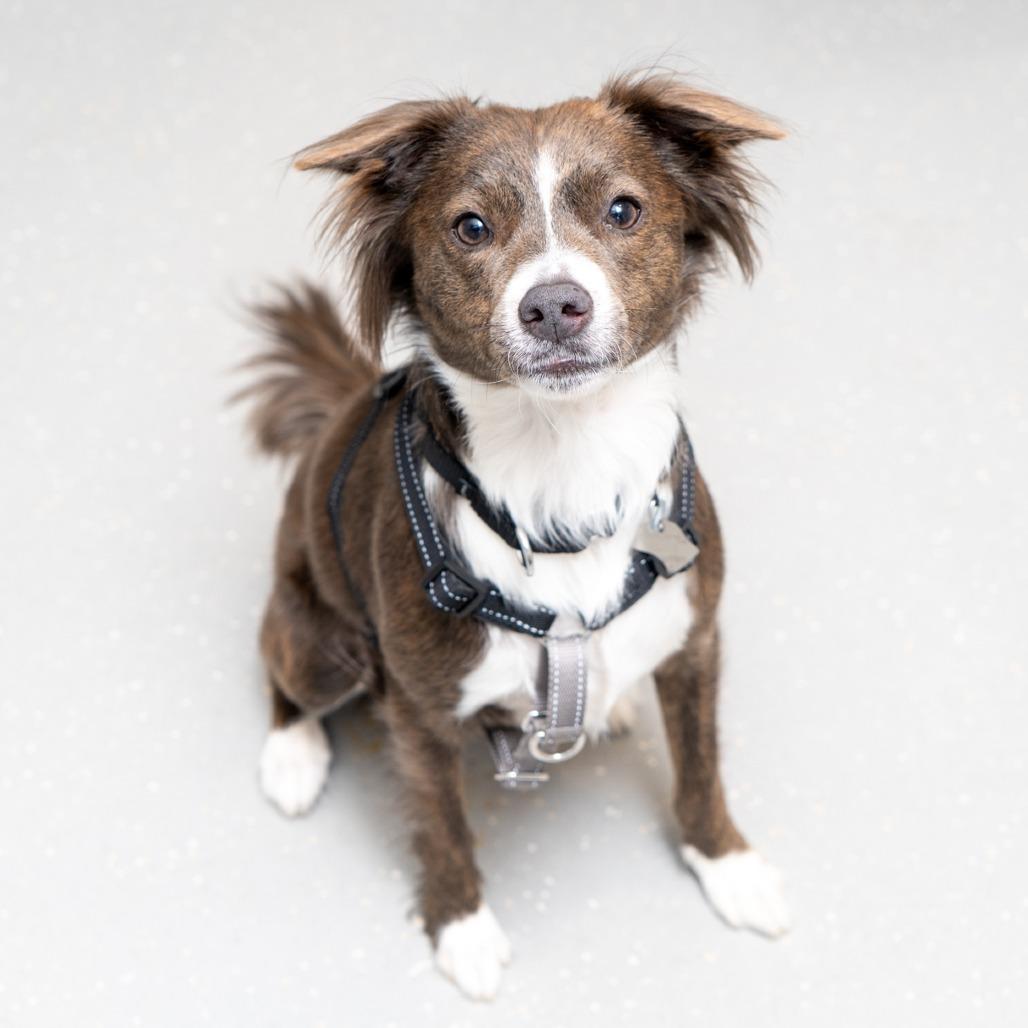 Enlarge Alabaster Snowball, a Adoptable mixed breed in New York, NY image 1/2