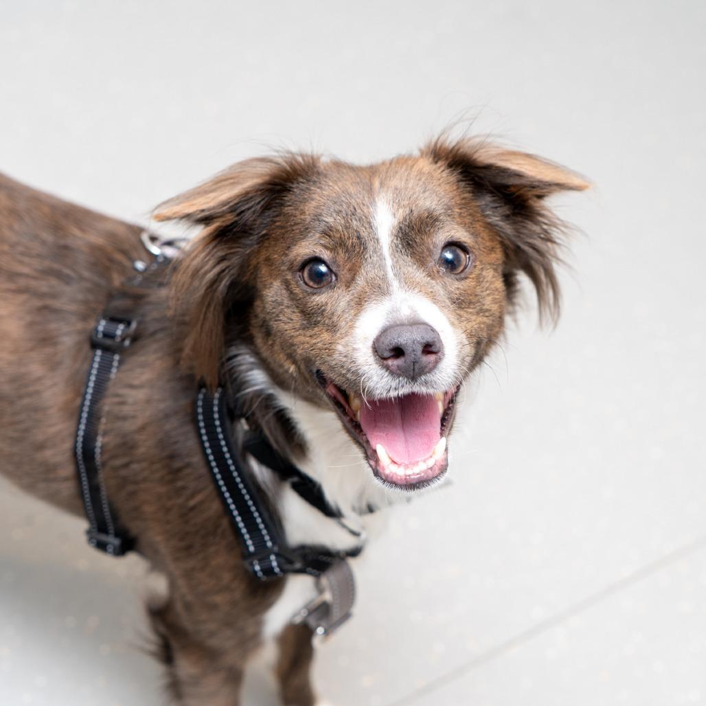 Enlarge Alabaster Snowball, a Adoptable mixed breed in New York, NY image 2/2