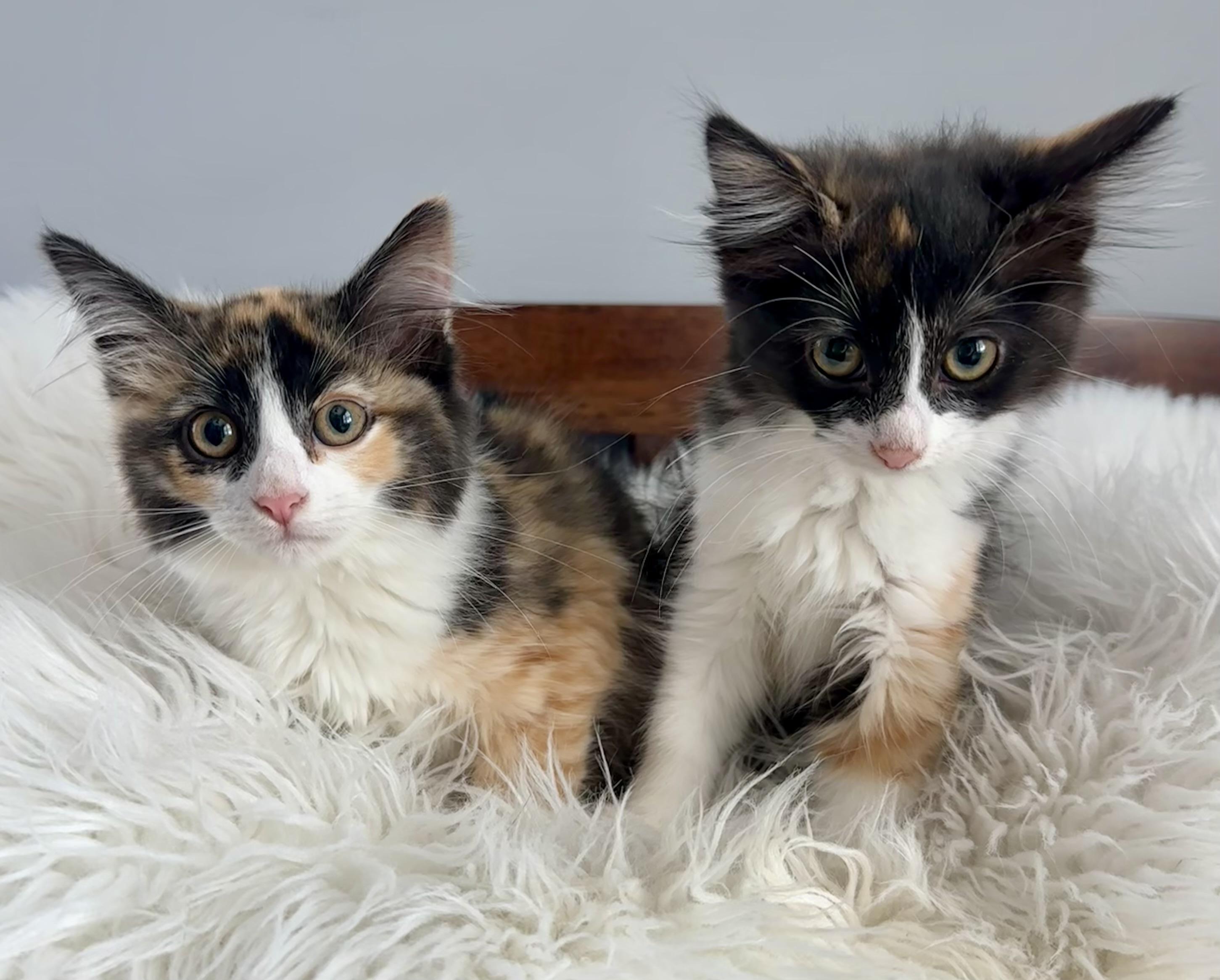 Sadie and Sarah, an adoptable mixed breed in Lawrenceville, GA image 2/3