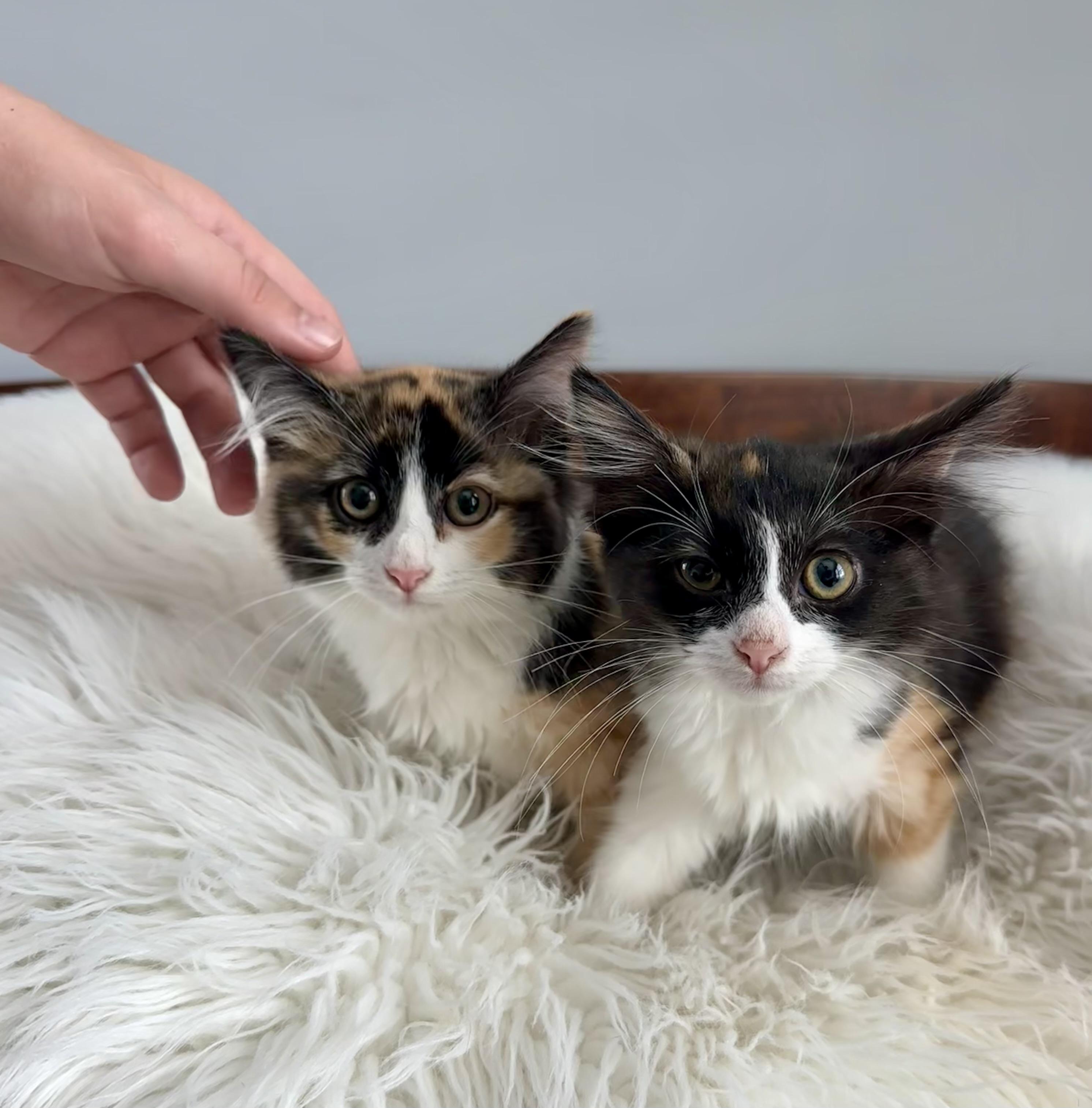 Sadie and Sarah, an adoptable mixed breed in Lawrenceville, GA image 3/3