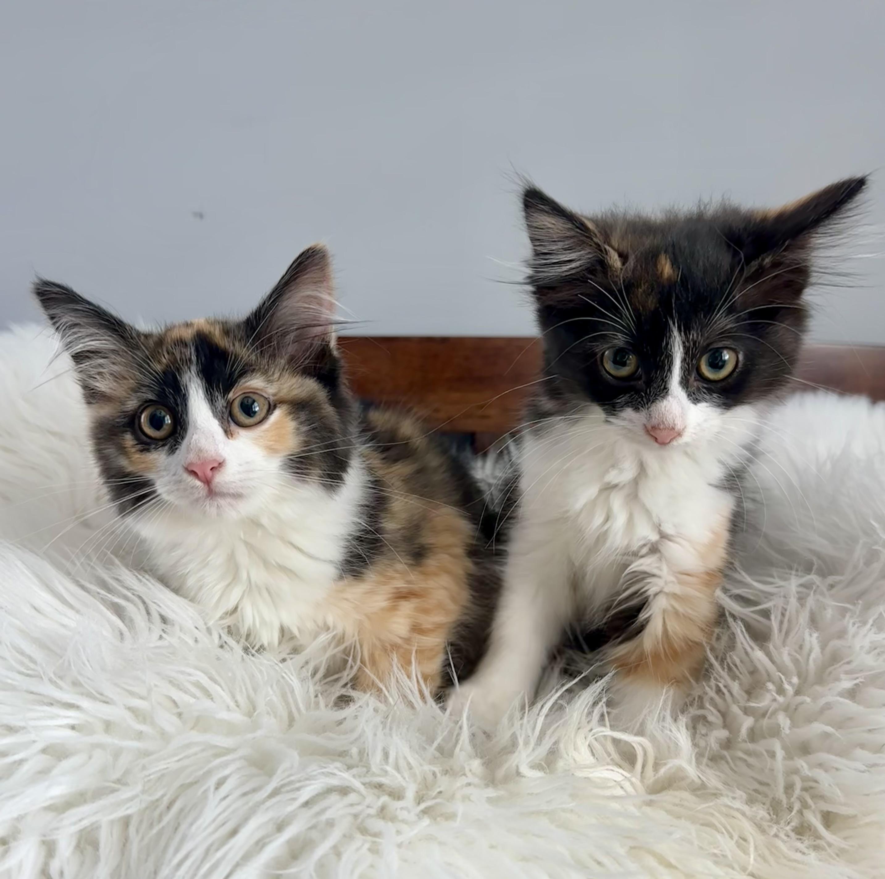 Sadie and Sarah, an adoptable mixed breed in Lawrenceville, GA image 1/3