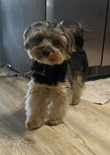 Enlarge Maui, an adopted Yorkshire Terrier in Englewood, OH image 4/4