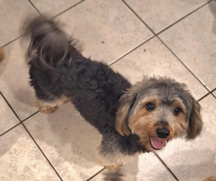 Enlarge Maui, an adopted Yorkshire Terrier in Englewood, OH image 1/4